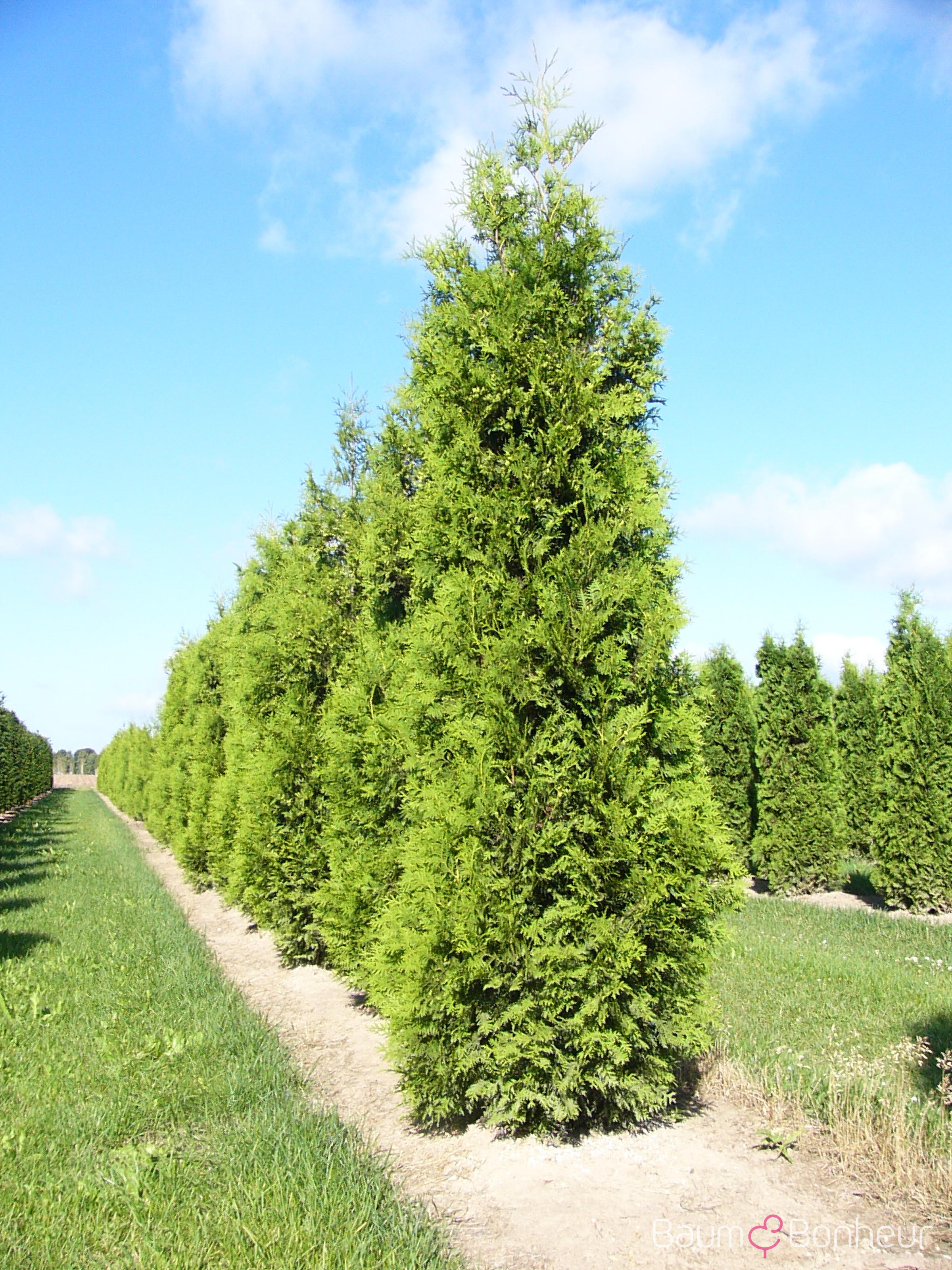 Thuja occidentalis 'Brabant'