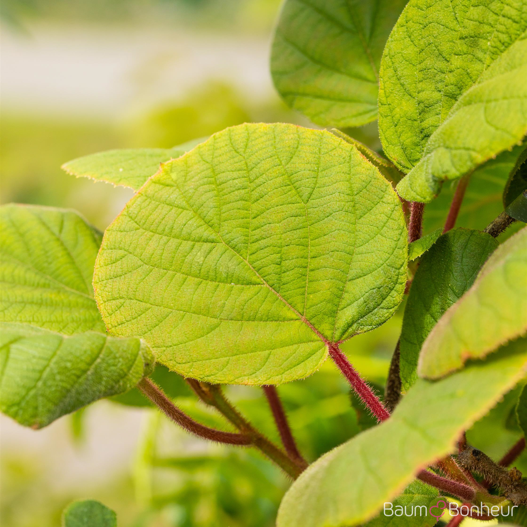 Actinidia chinensis 'Hayward'