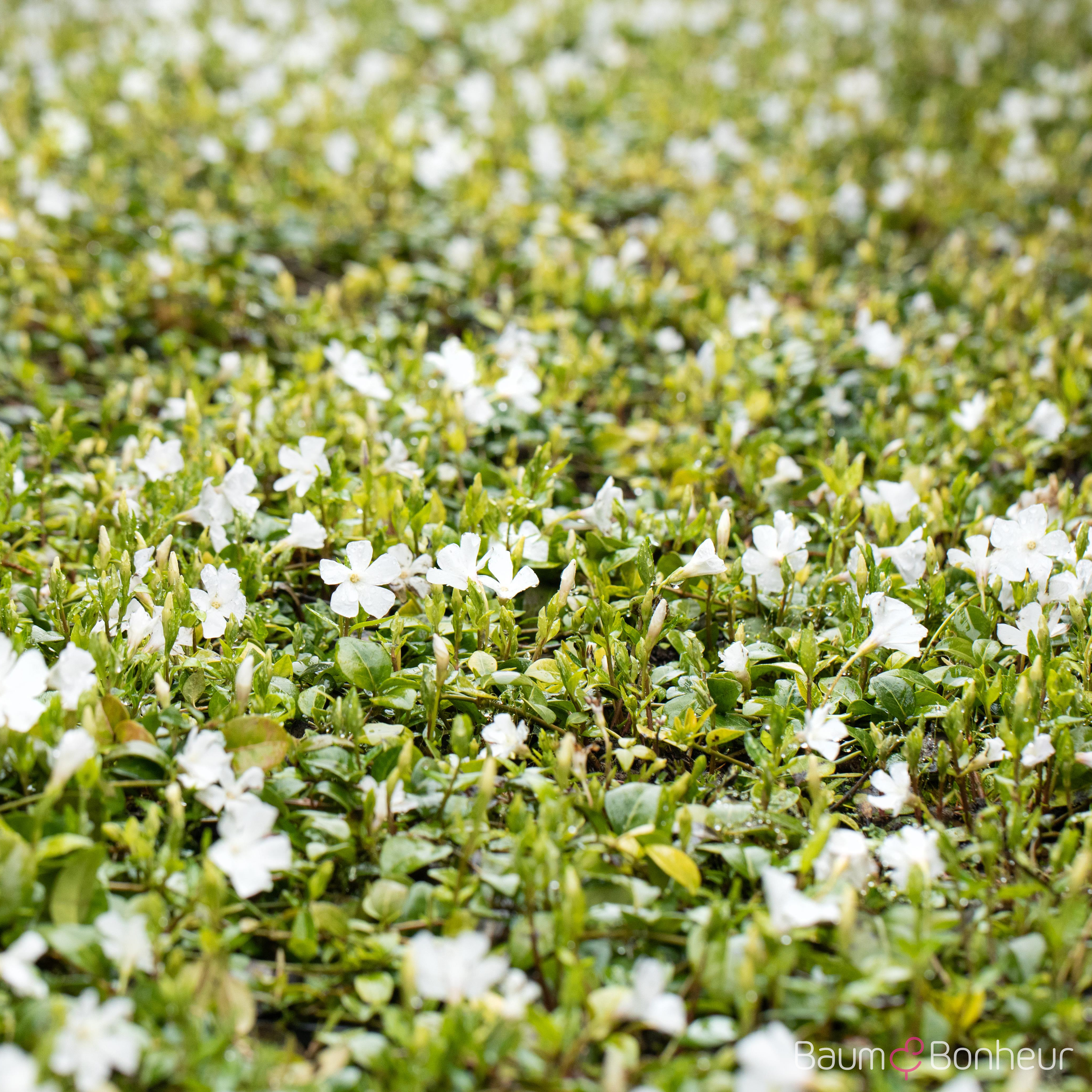 Vinca minor alba