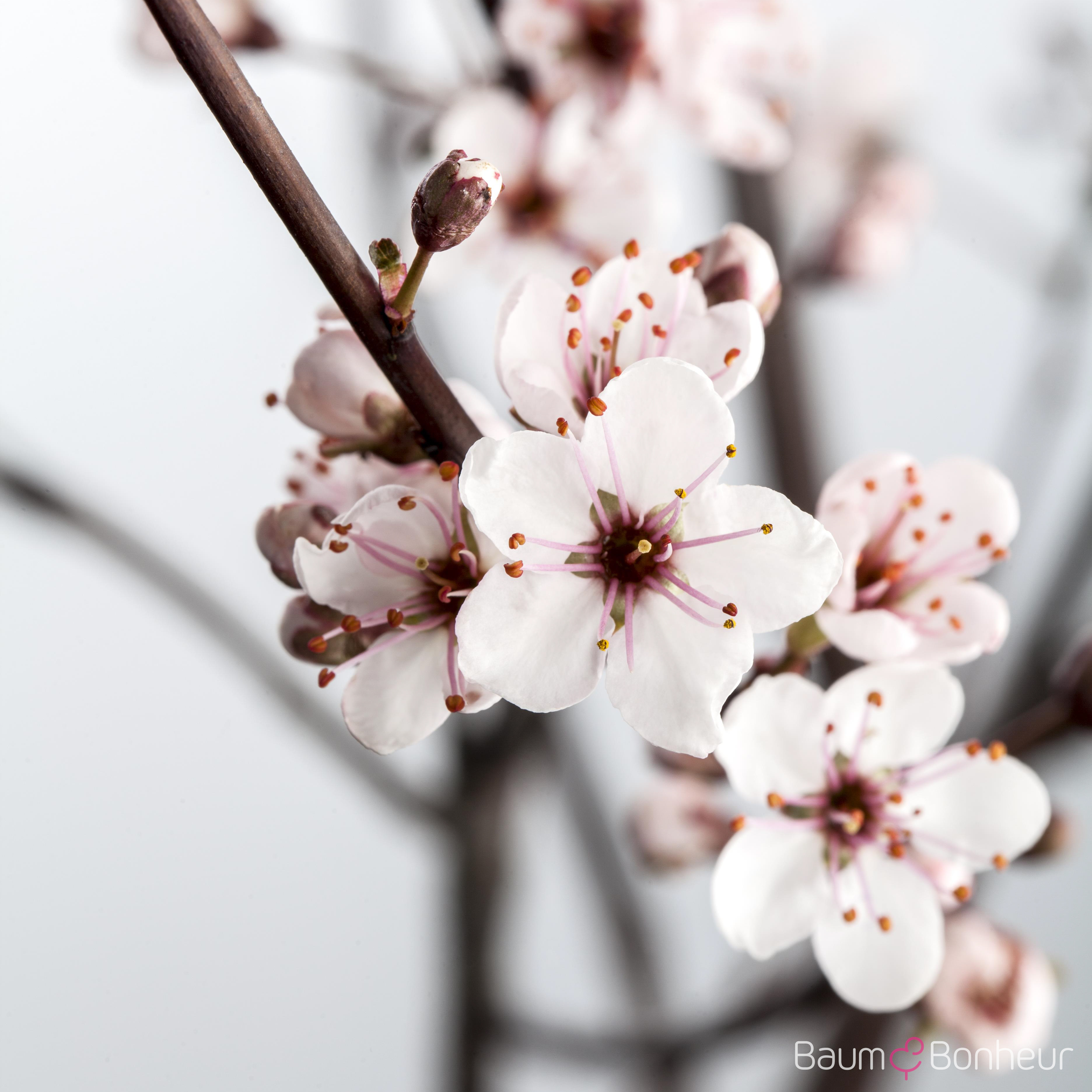 Prunus cistena