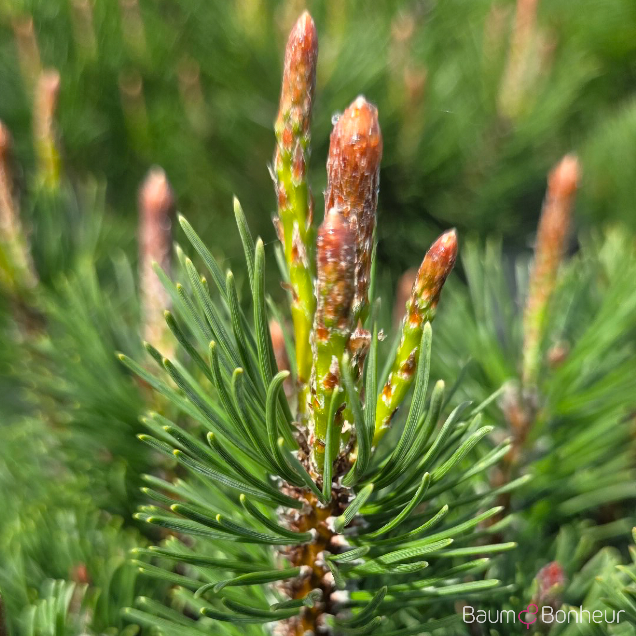 Pinus mugo pumilio