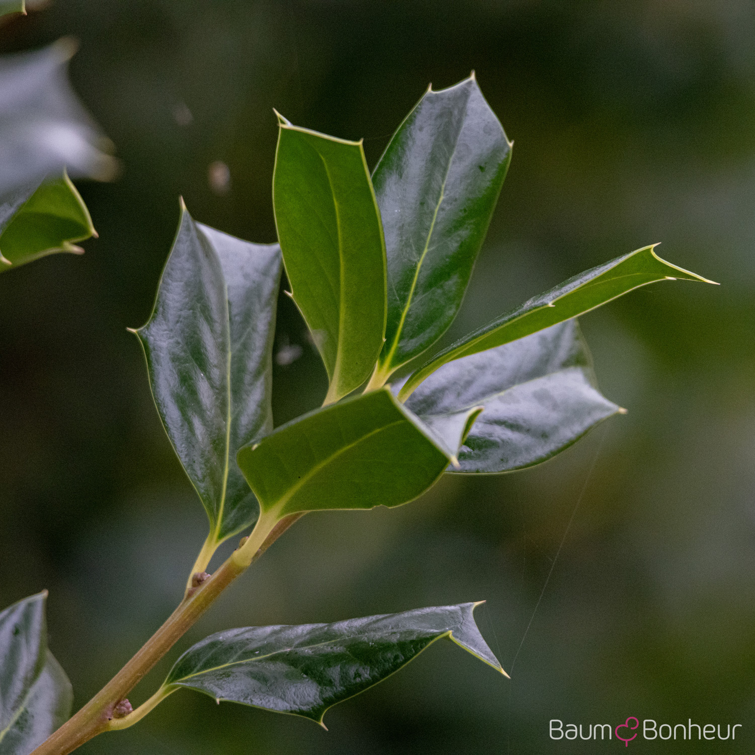 Ilex 'Nellie R. Stevens'