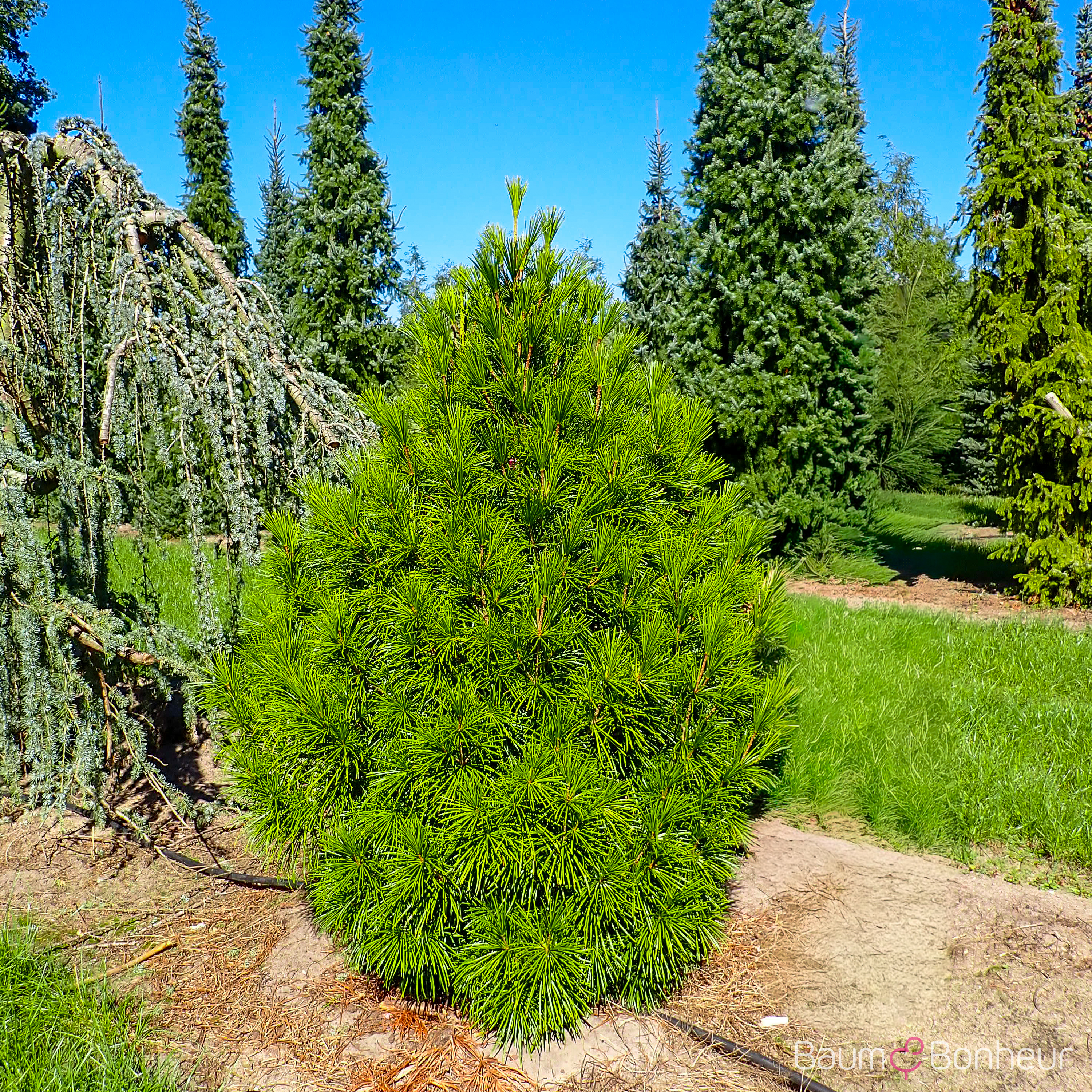 Sciadopitys verticillata