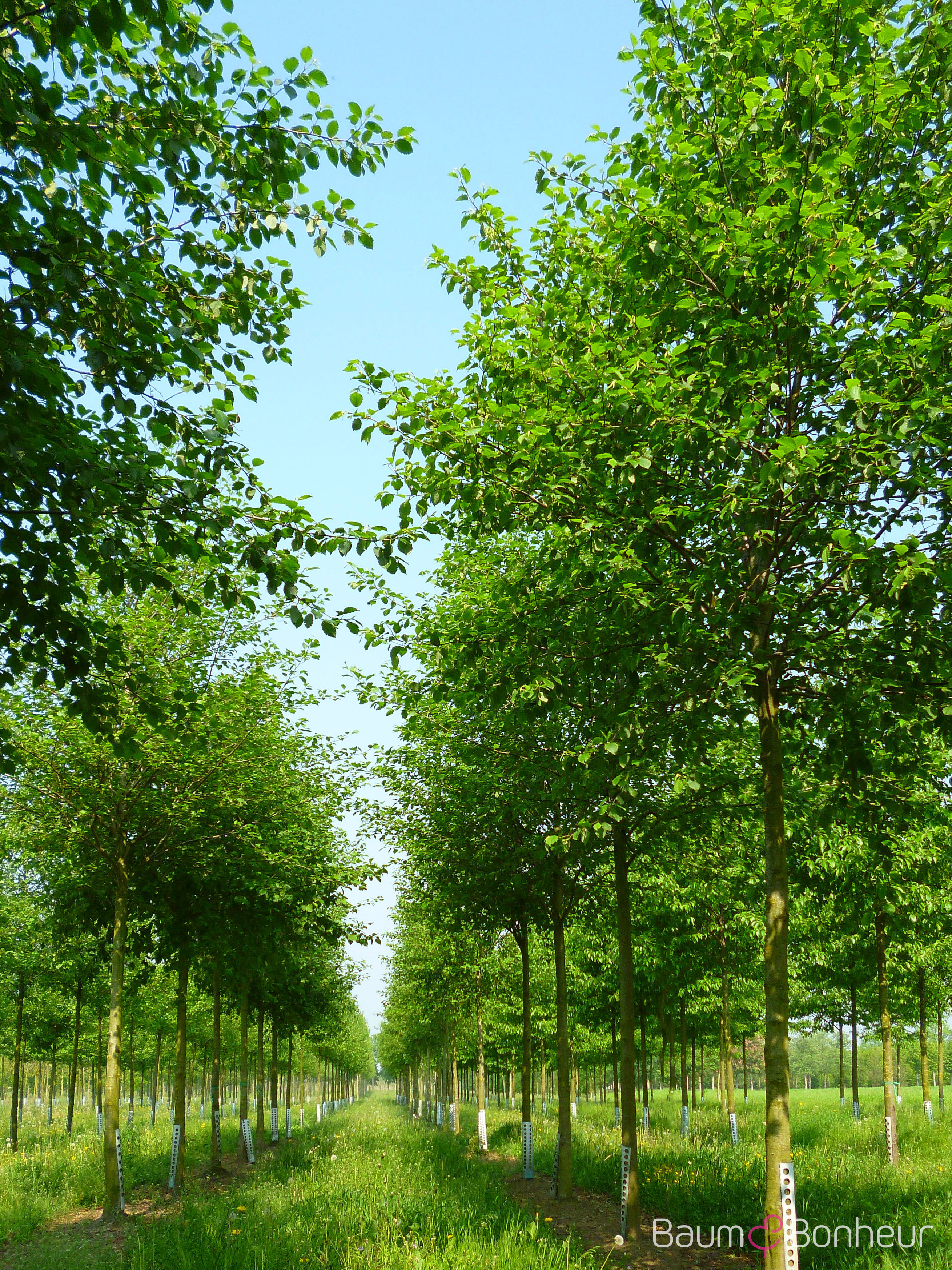 Alnus incana