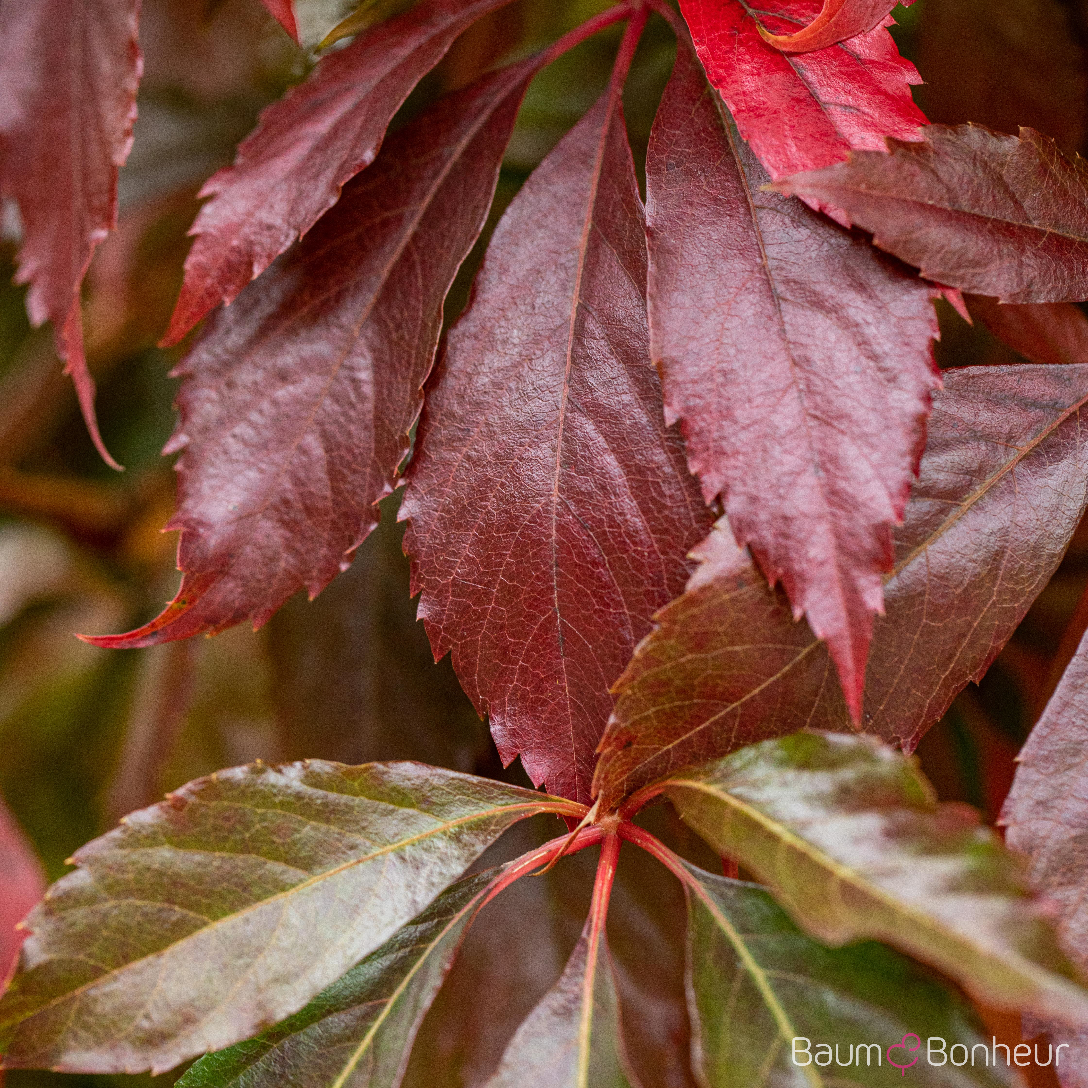 Parthenocissus quinquefolia 'Engelmannii'