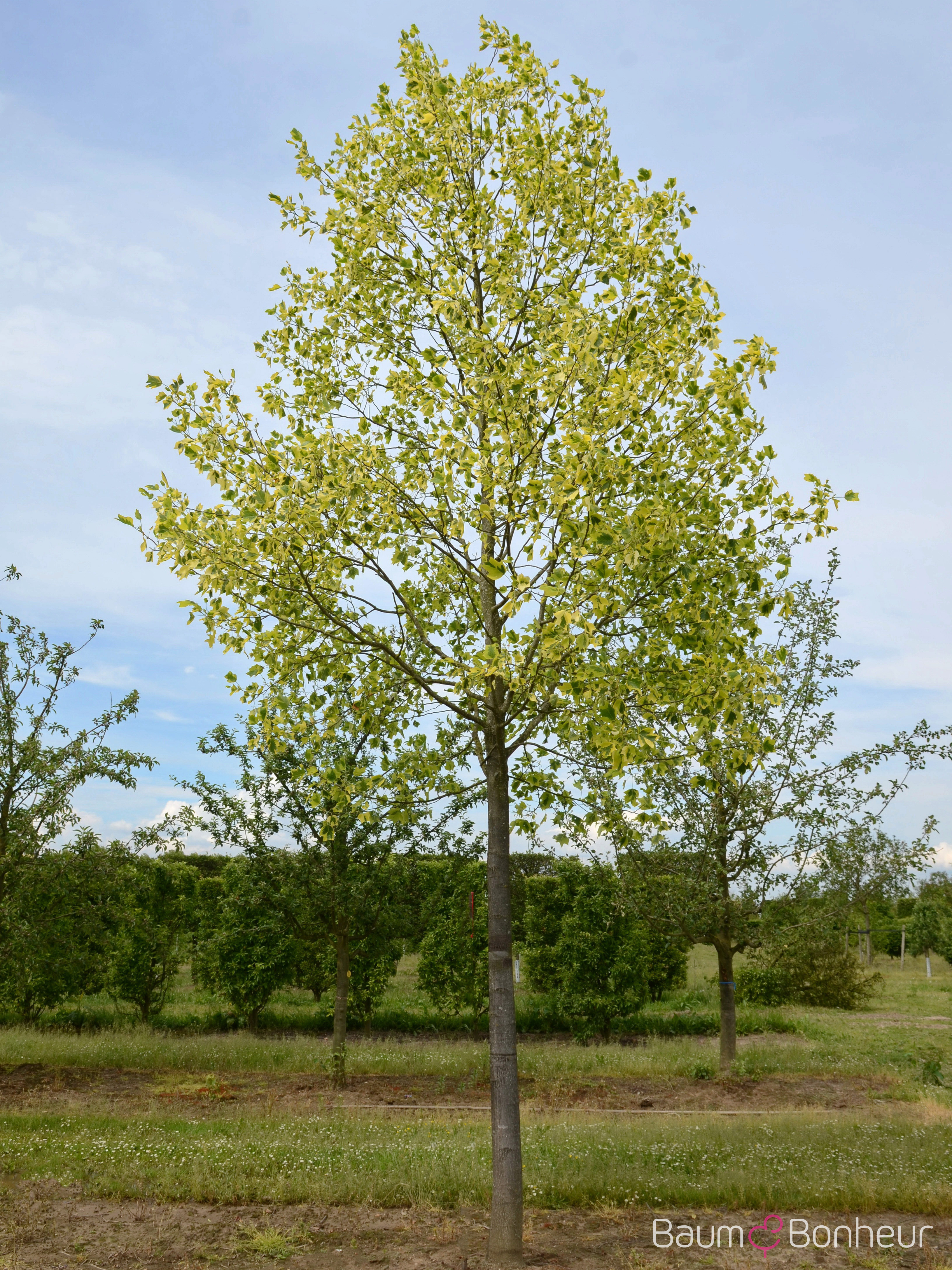 Liriodendron tulipifera 'Aureomarginatum'