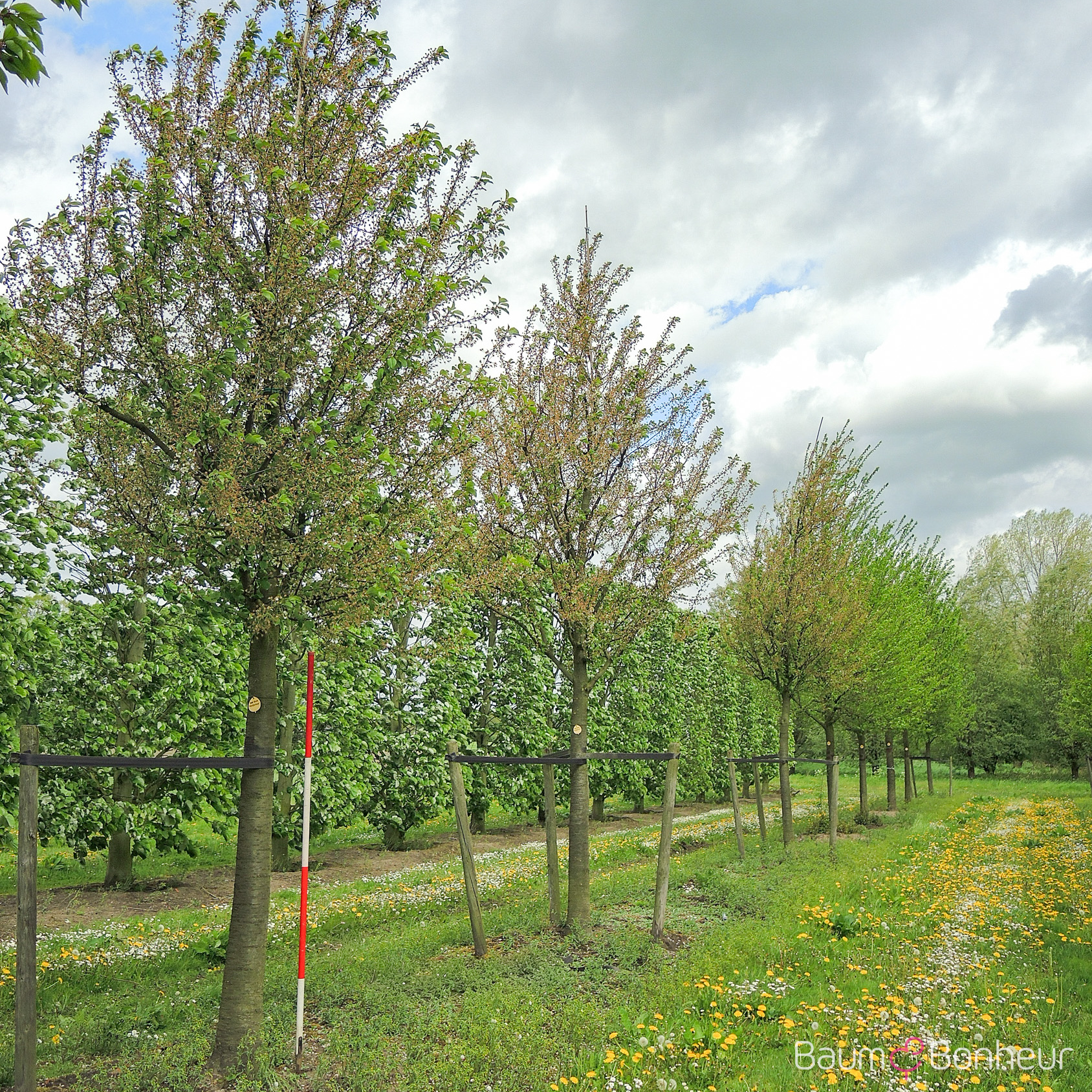 Prunus cerasus 'Morellenfeuer'