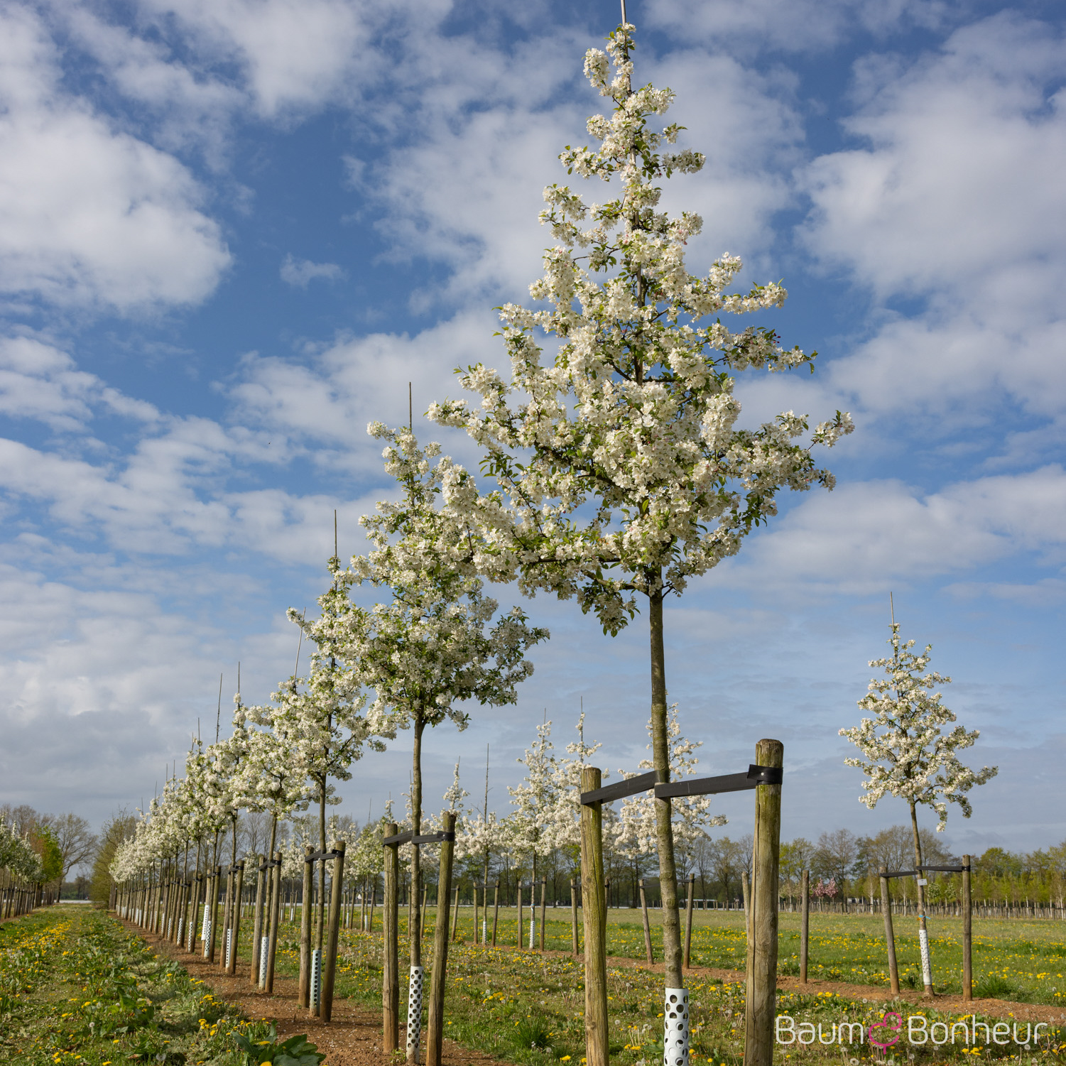 Malus 'Evereste'®