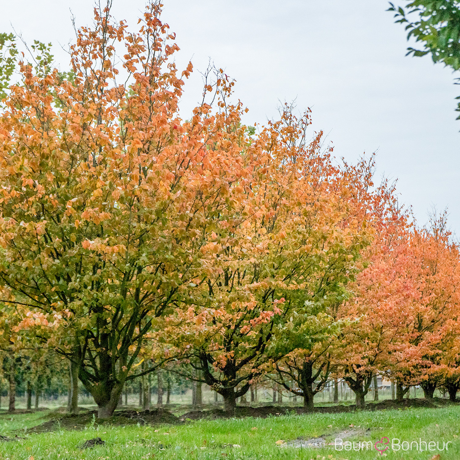 Parrotia persica 'Vanessa'