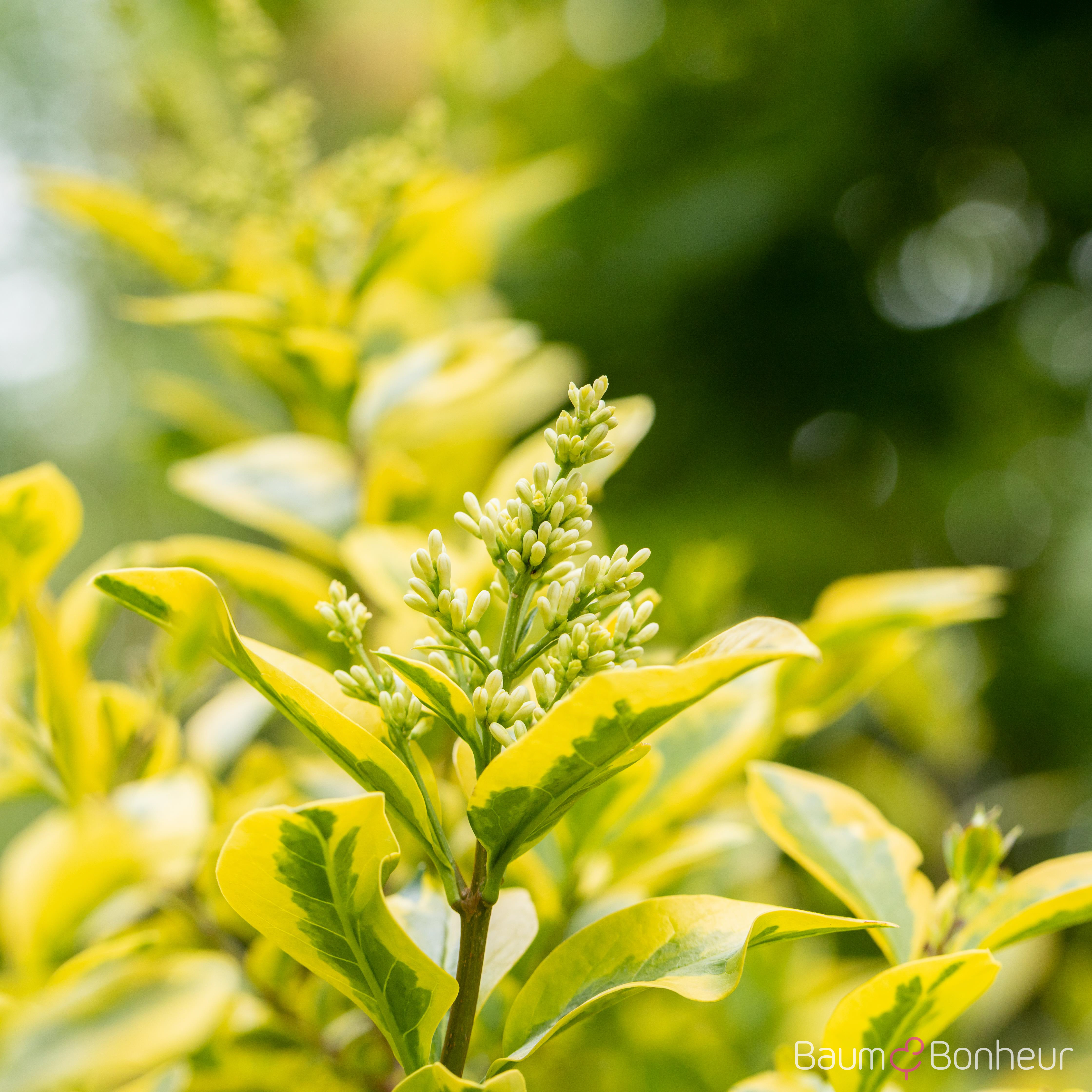 Ligustrum ovalifolium 'Aureum'