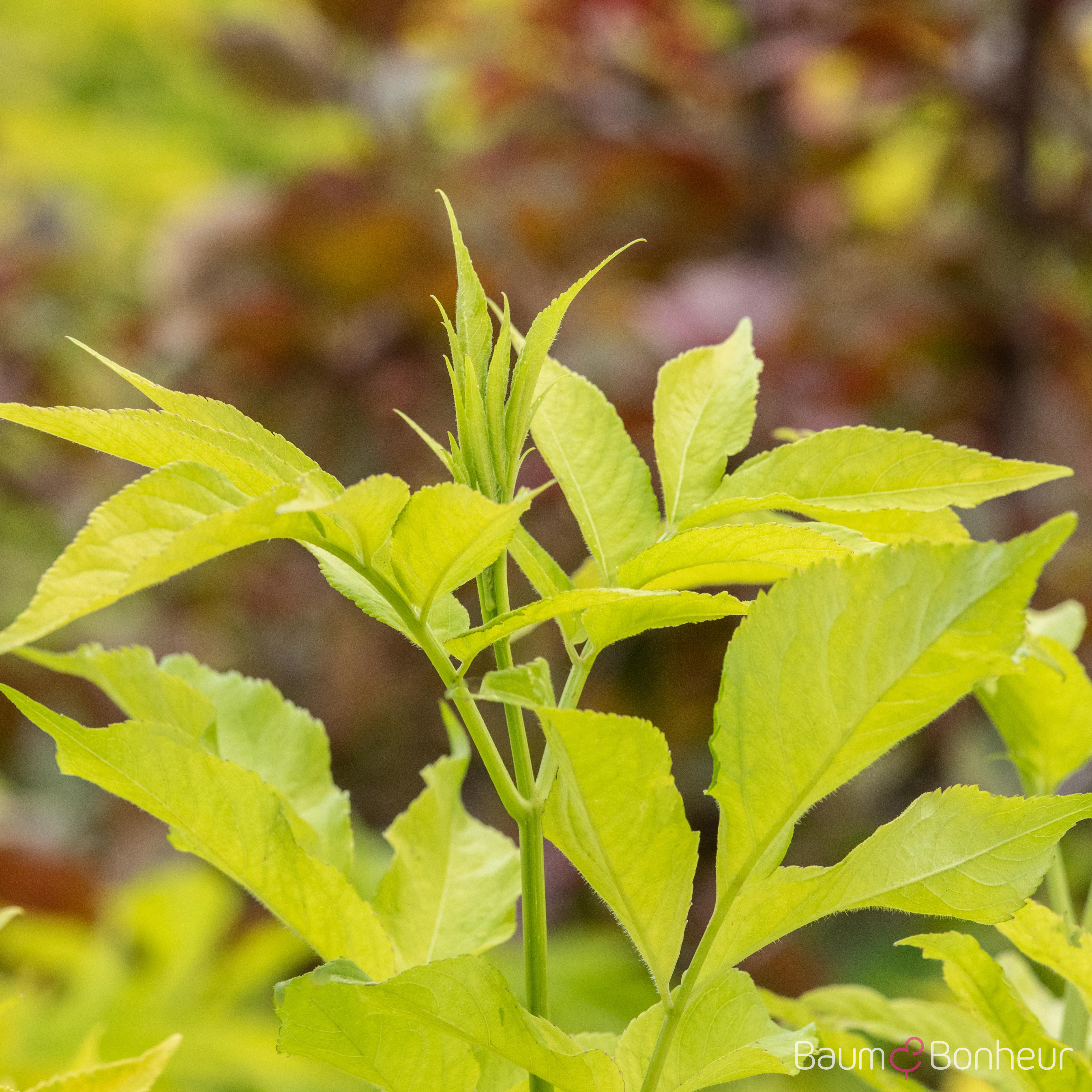 Sambucus canadensis 'Aurea'