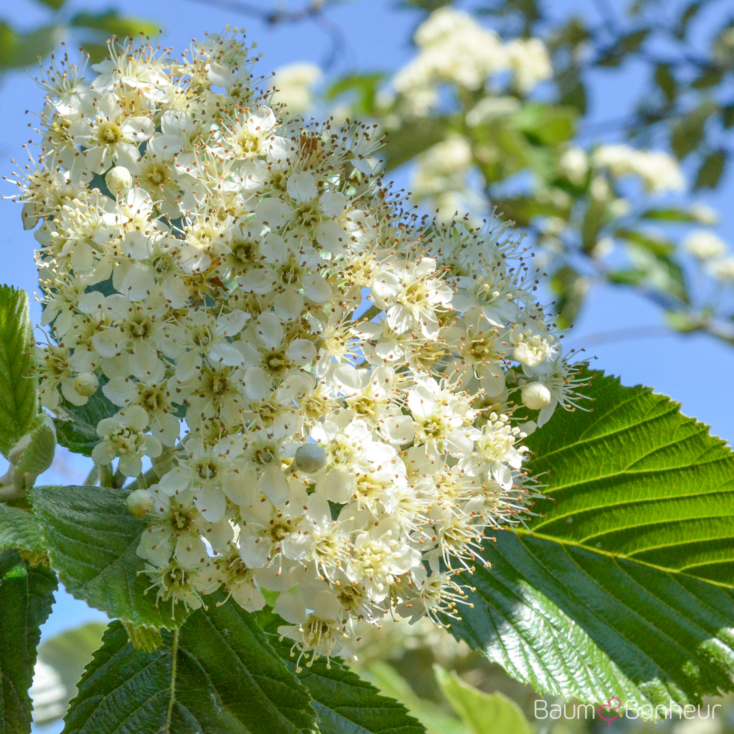 Sorbus aria 'Magnifica'