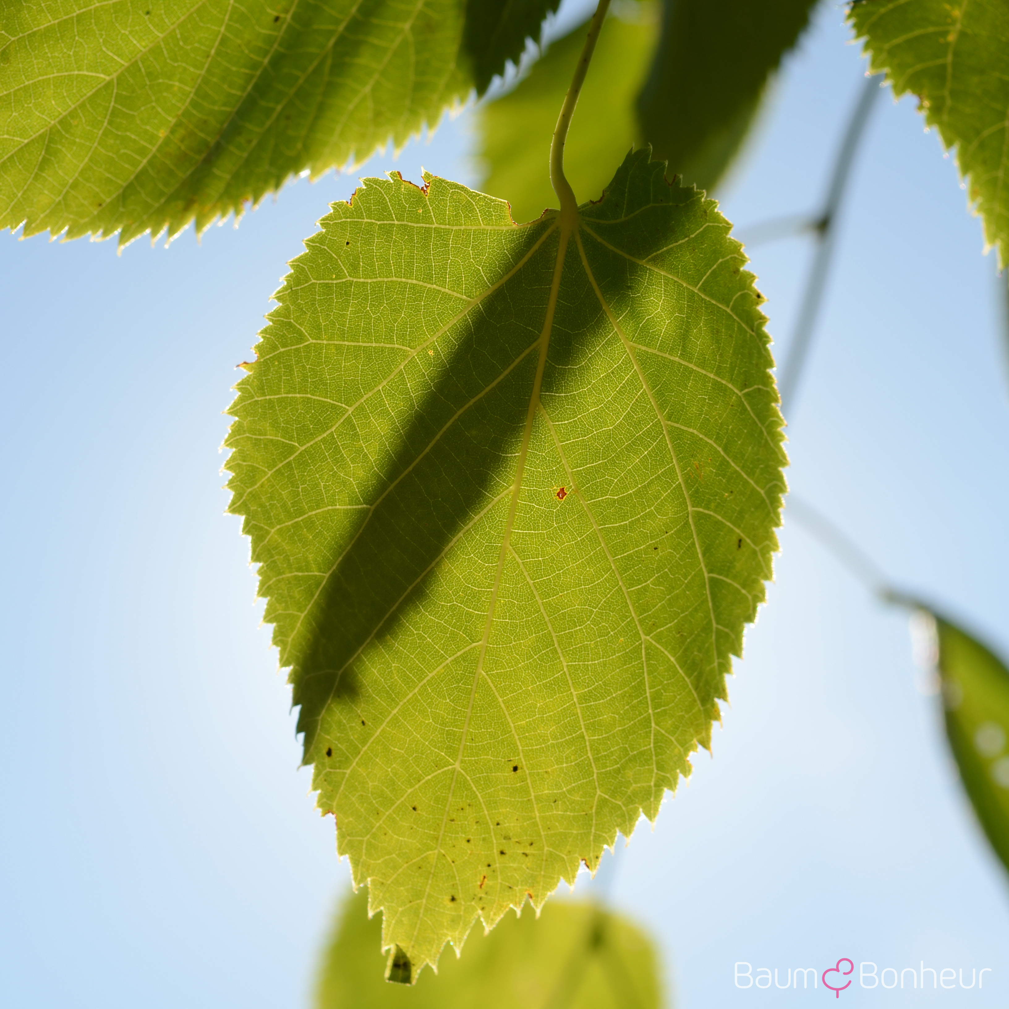 Tilia platyphyllos