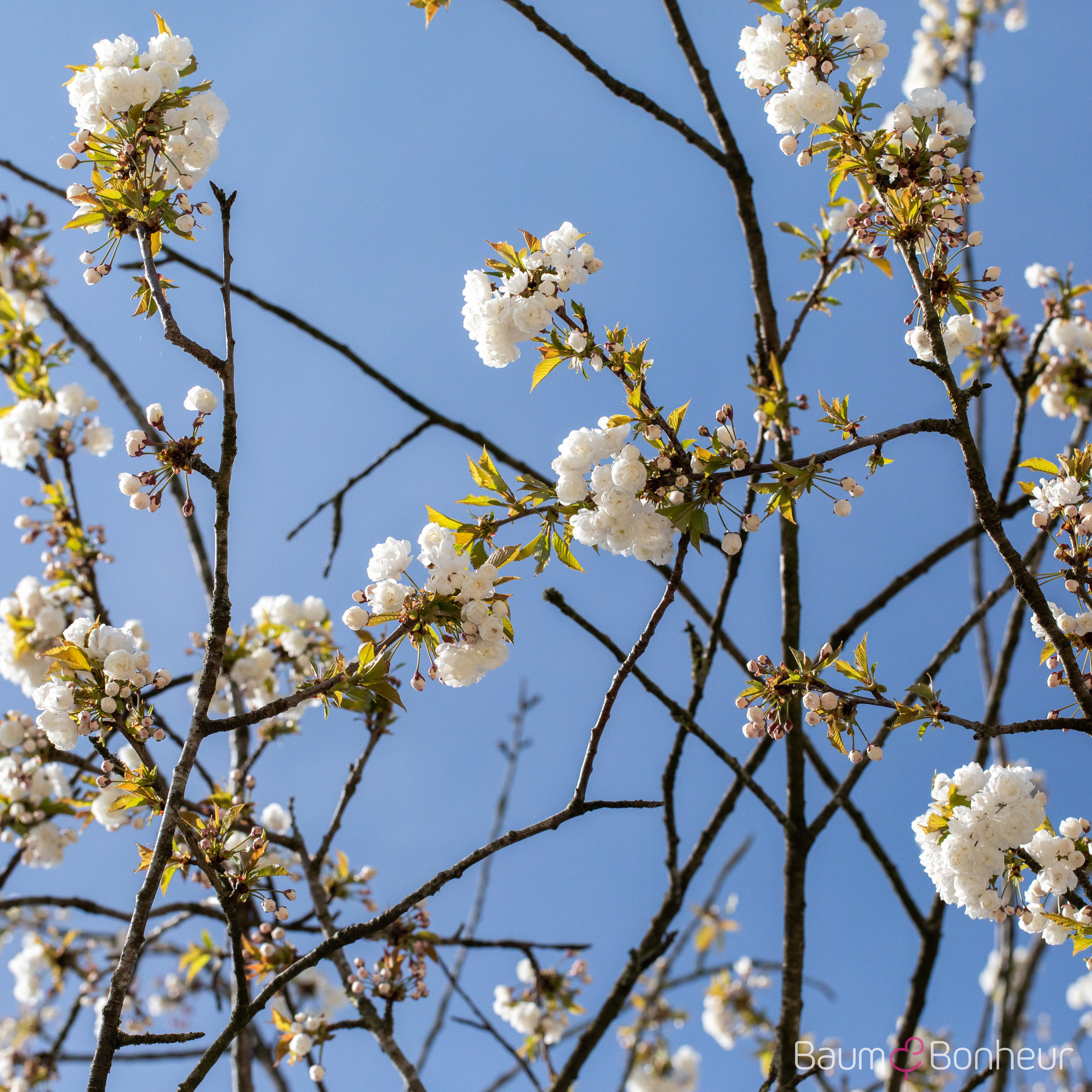 Prunus avium 'Plena'