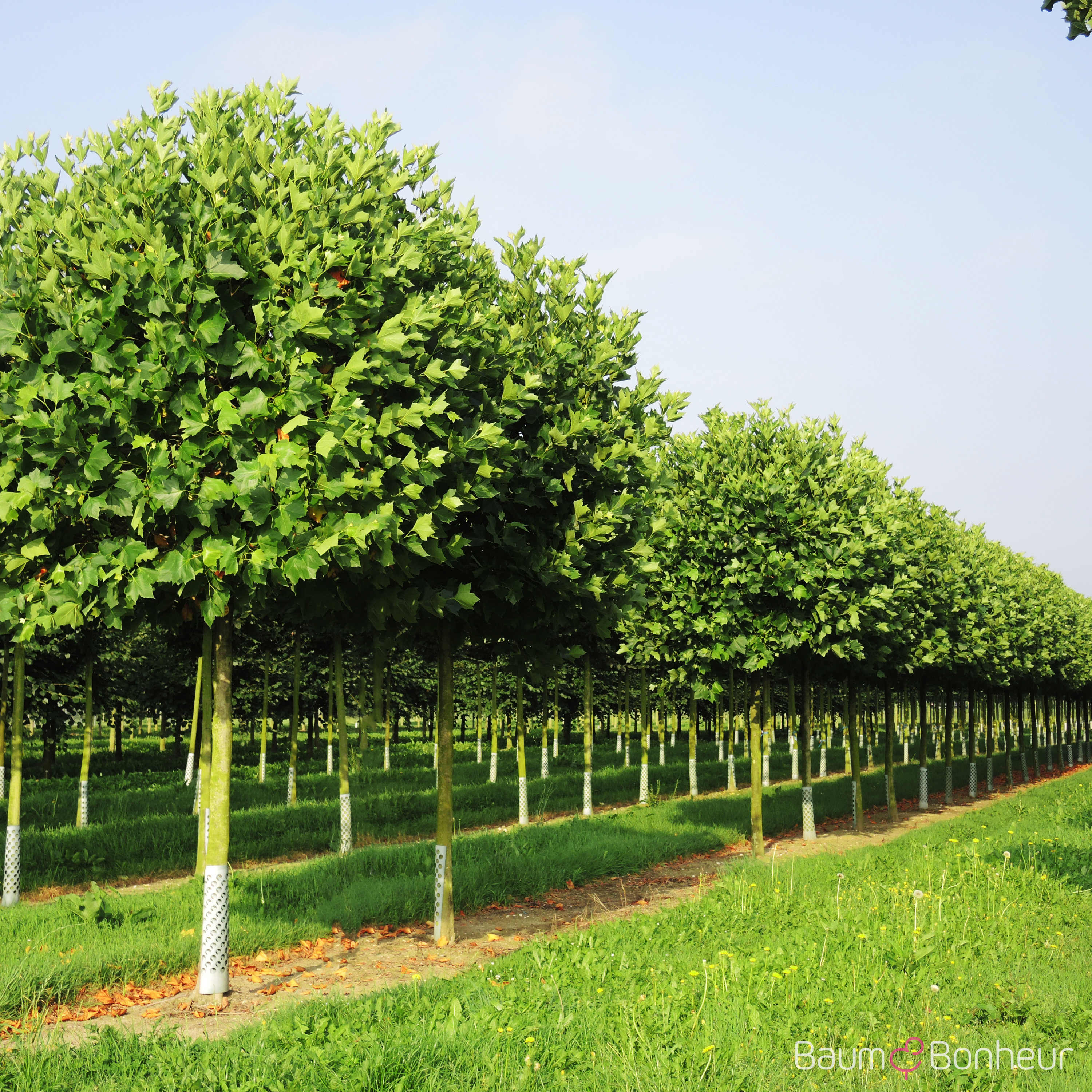 Platanus hispanica 'Alphen's Globe'