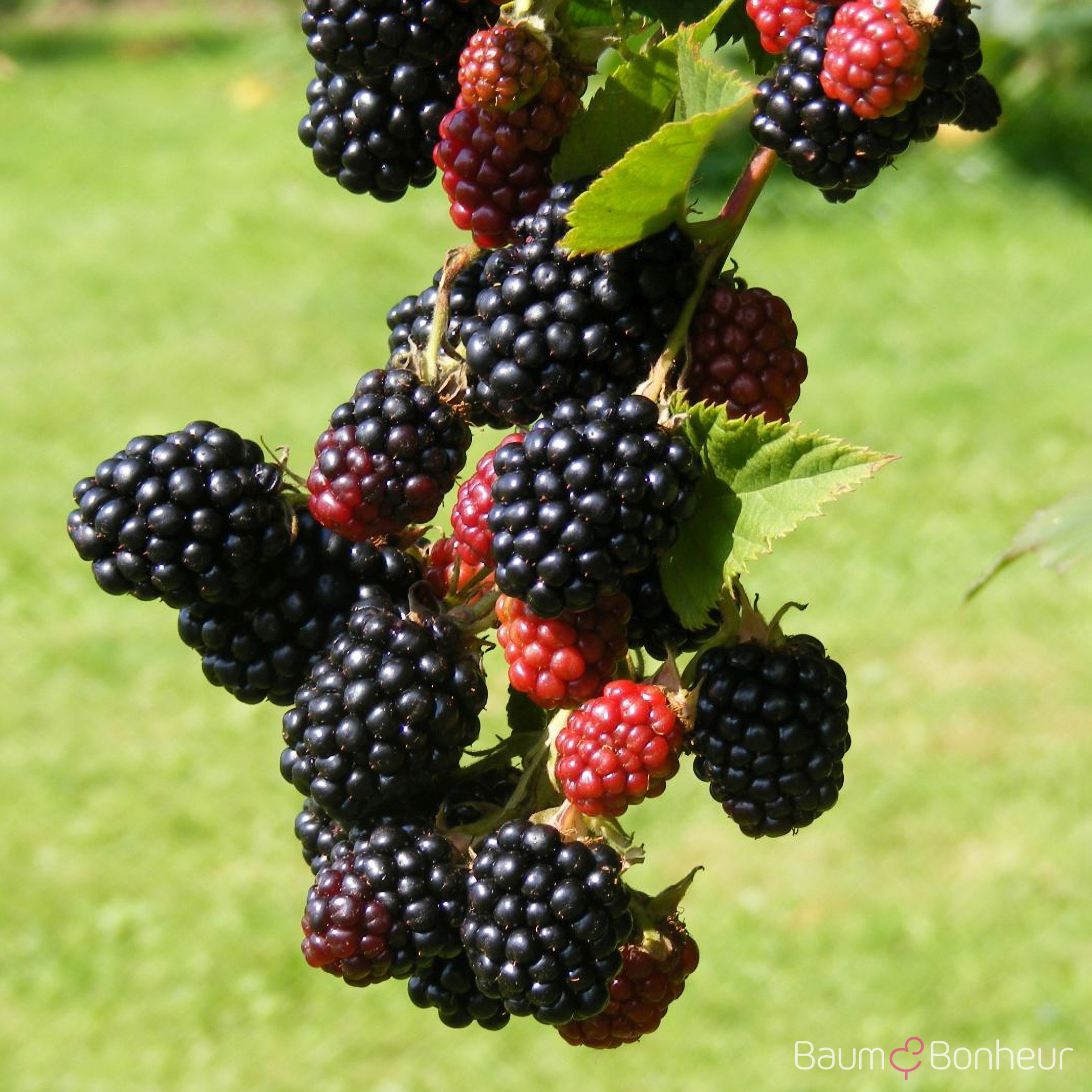 Rubus fruticosus 'Loch Ness'