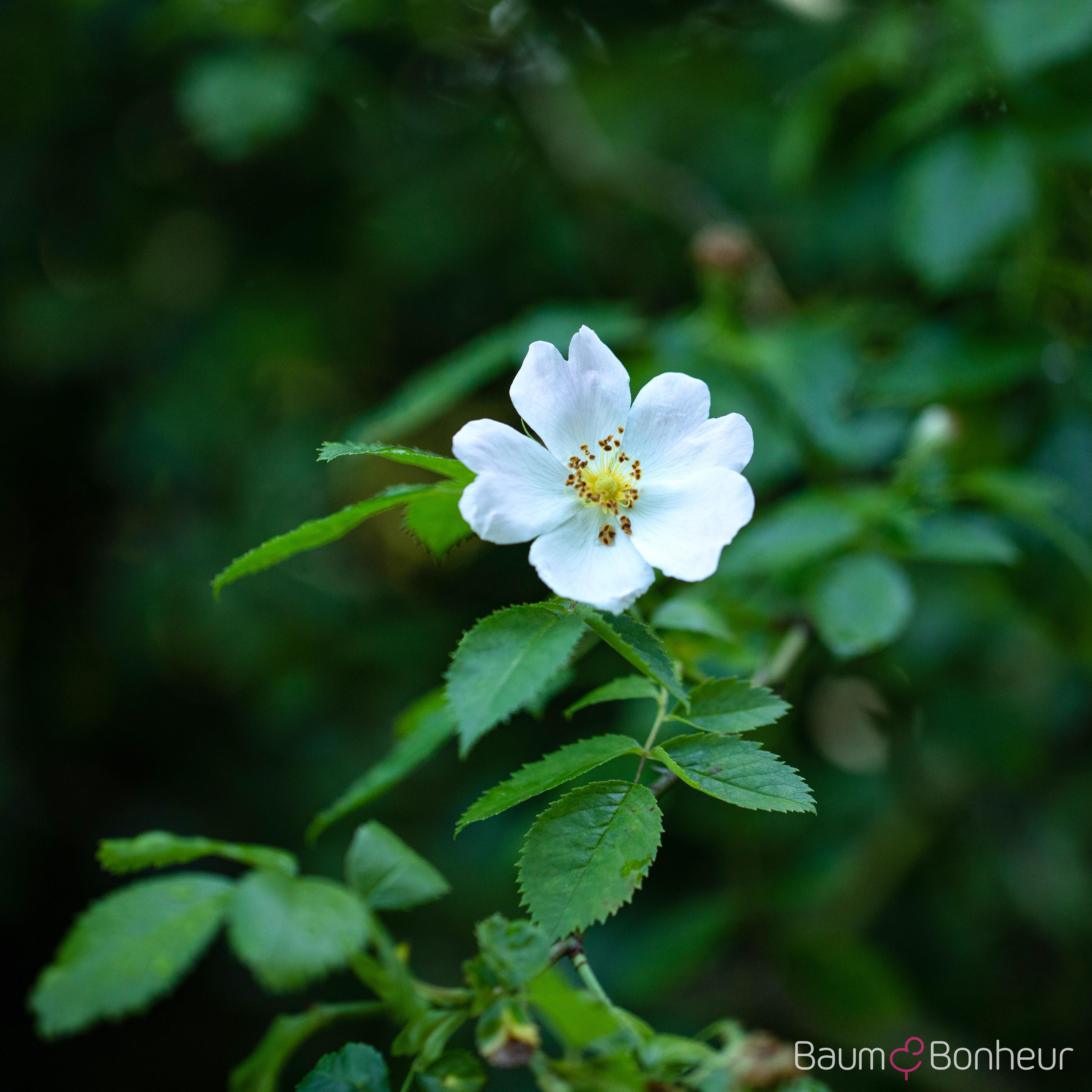 Rosa arvensis