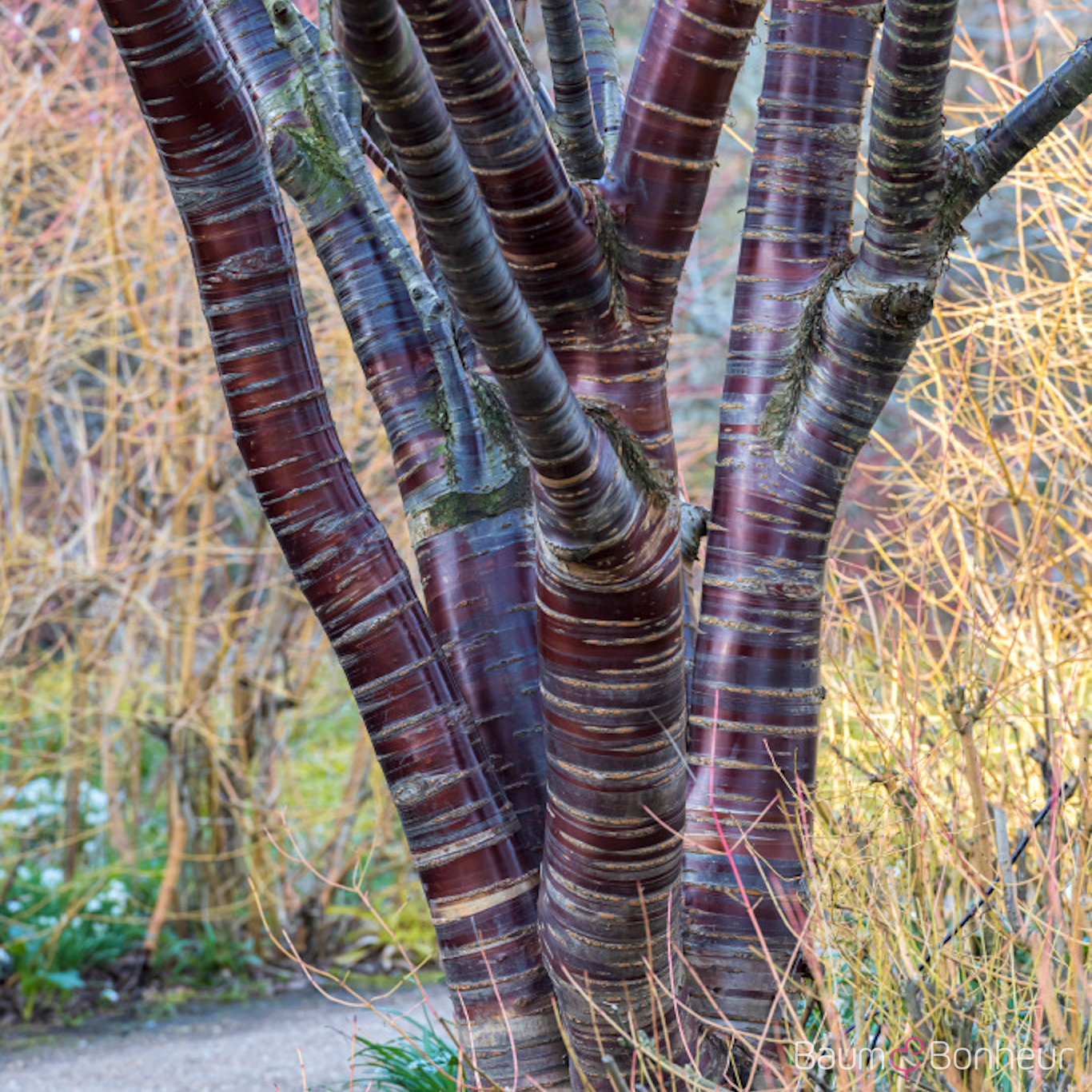 Prunus serrula