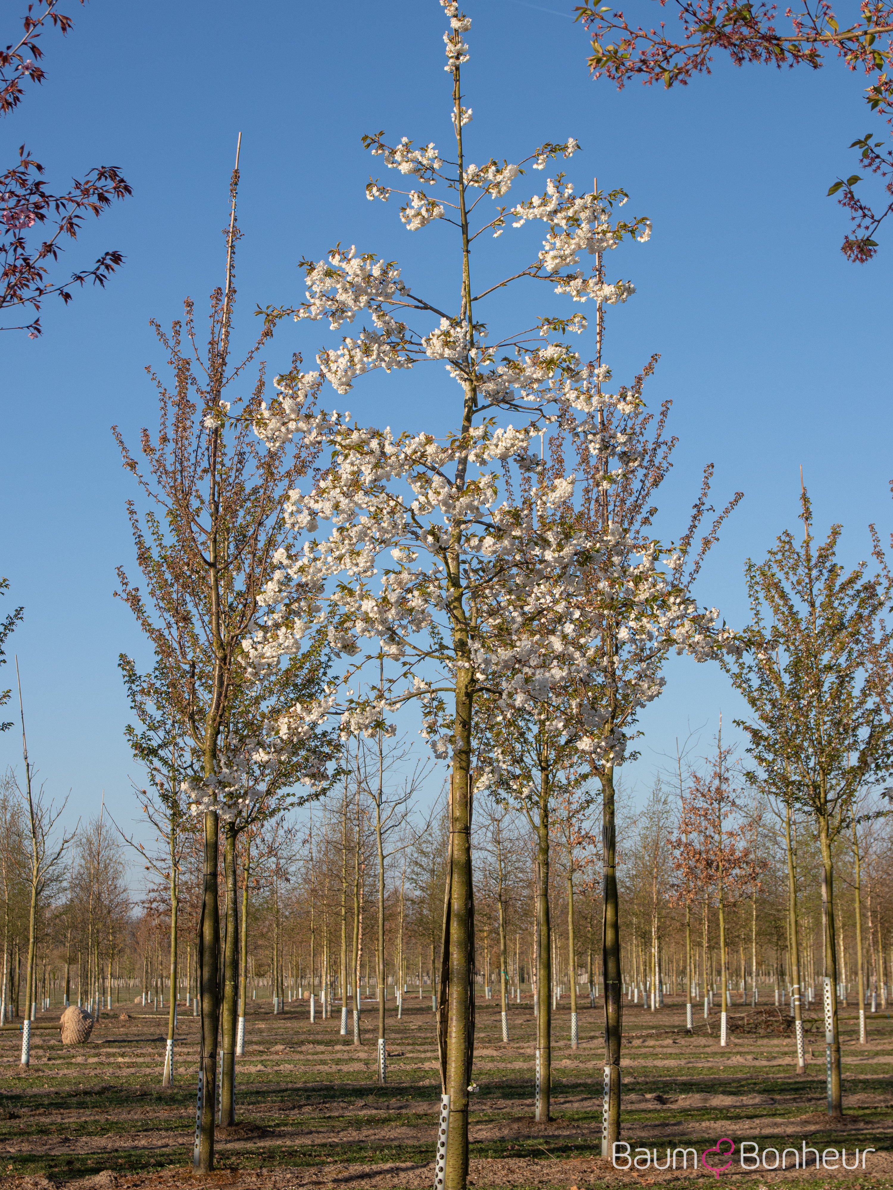 Prunus serrulata 'Shirotae'
