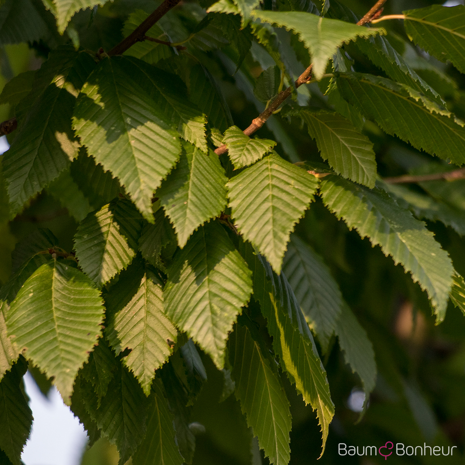 Carpinus betulus 'Lucas'
