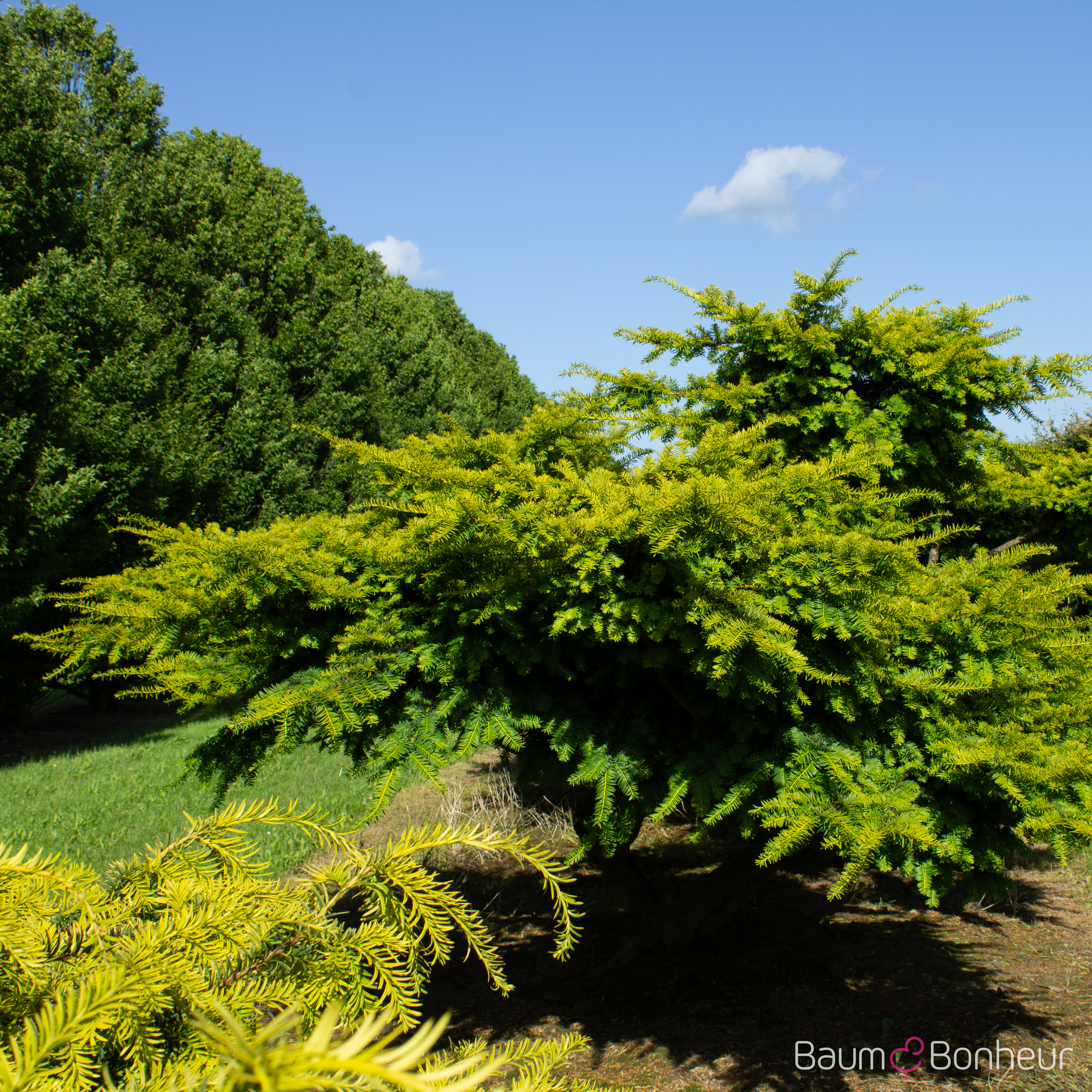 Taxus baccata 'Dovastonii Aurea'