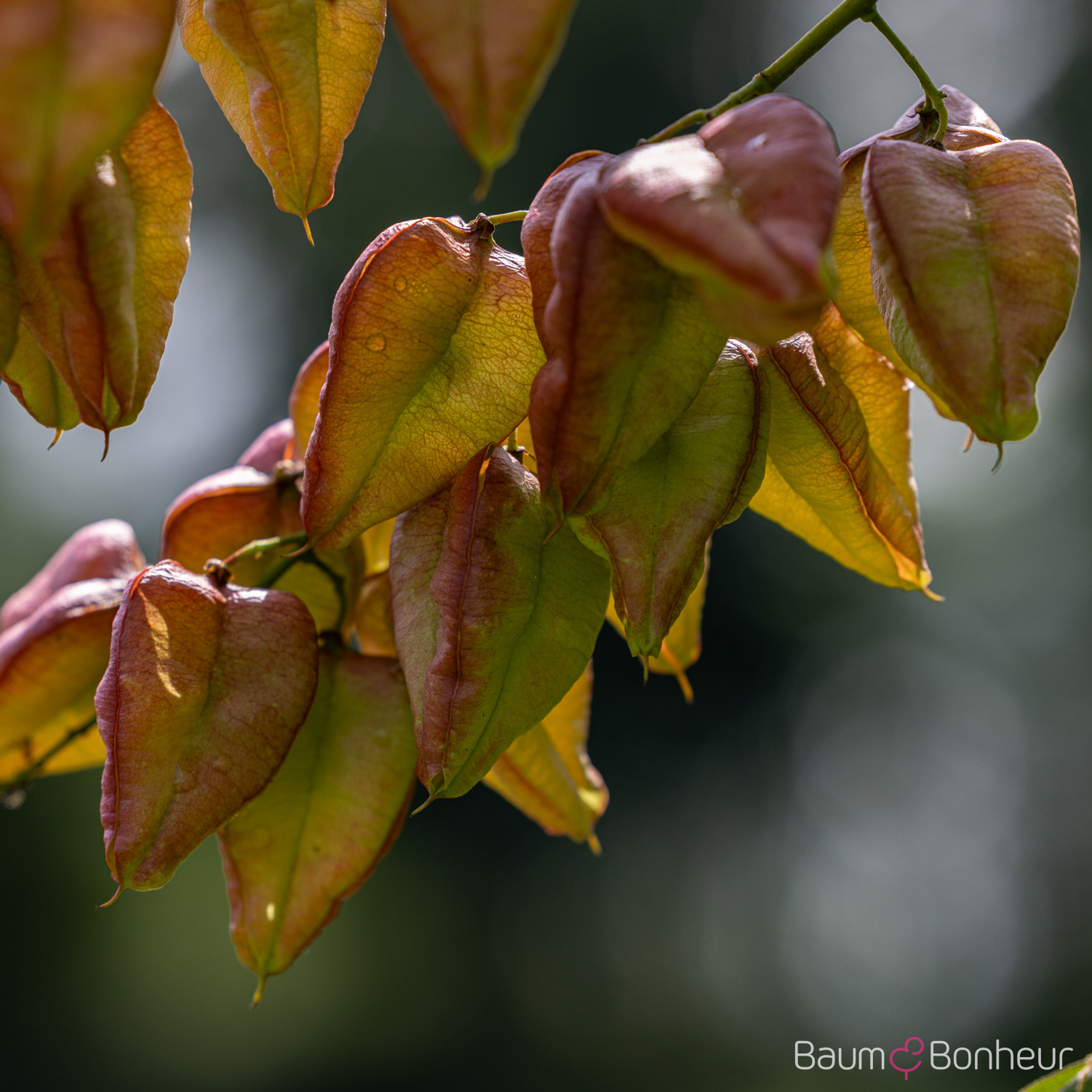 Koelreuteria paniculata