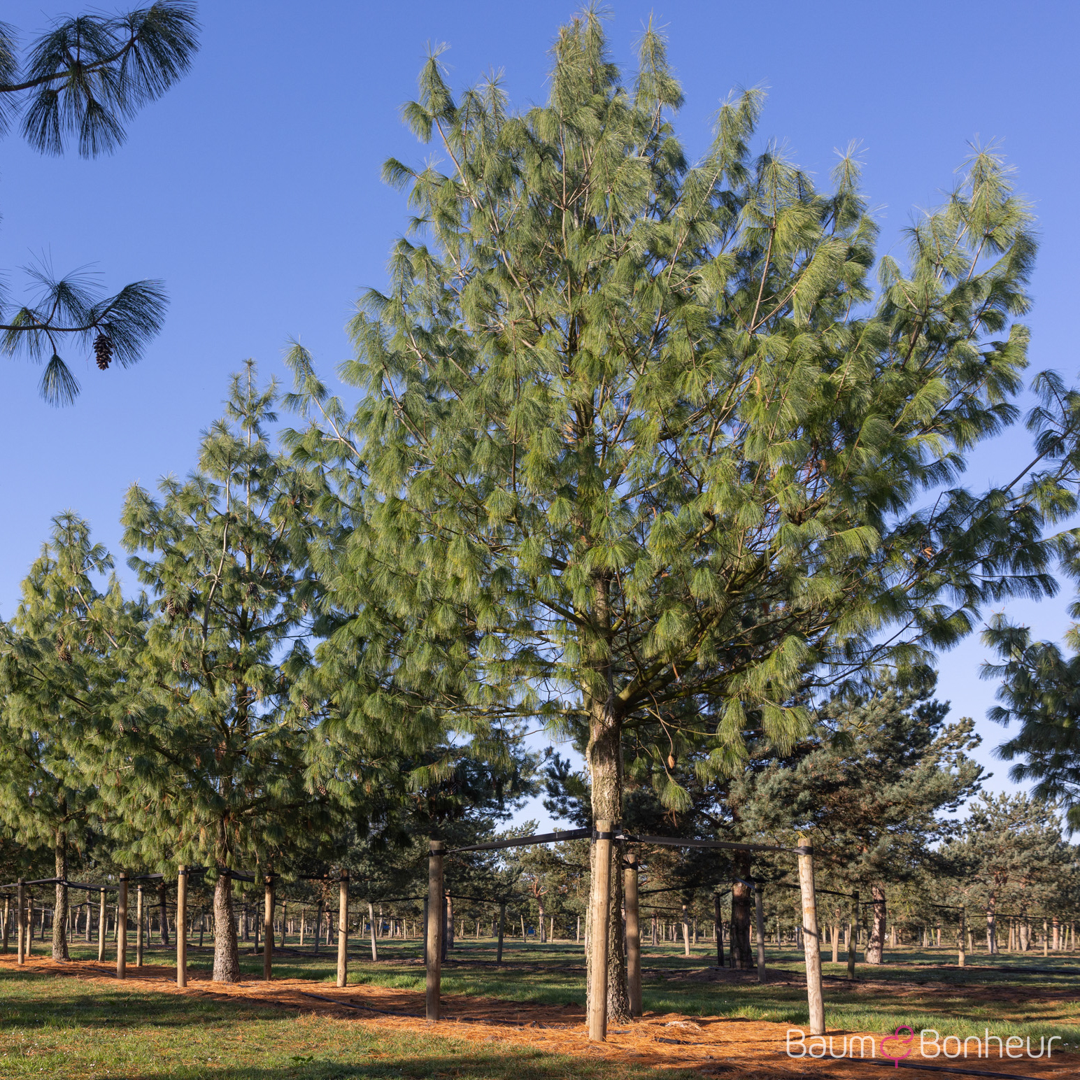 Pinus wallichiana
