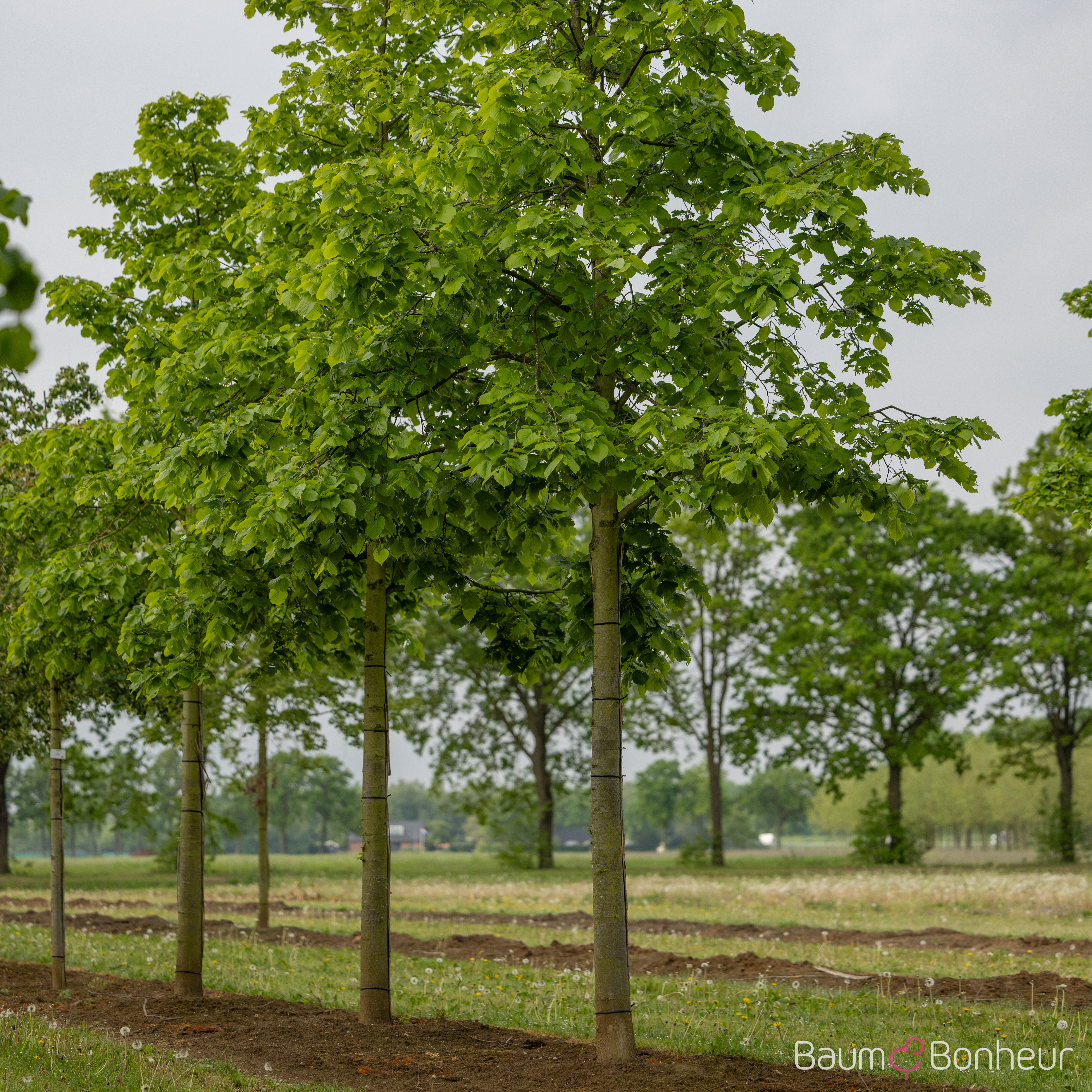 Tilia americana 'Nova'