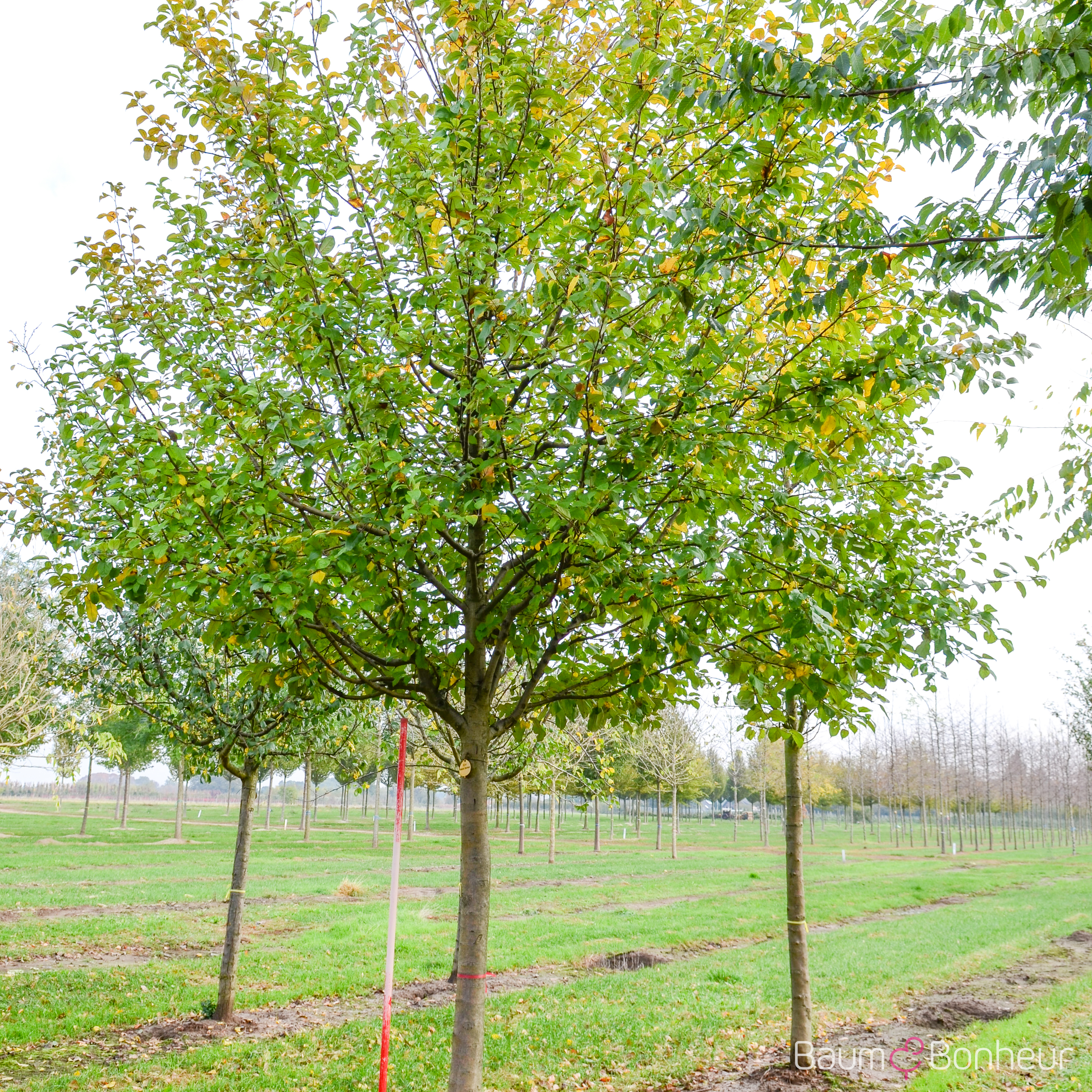 Malus 'Rheinische Schafsnase'
