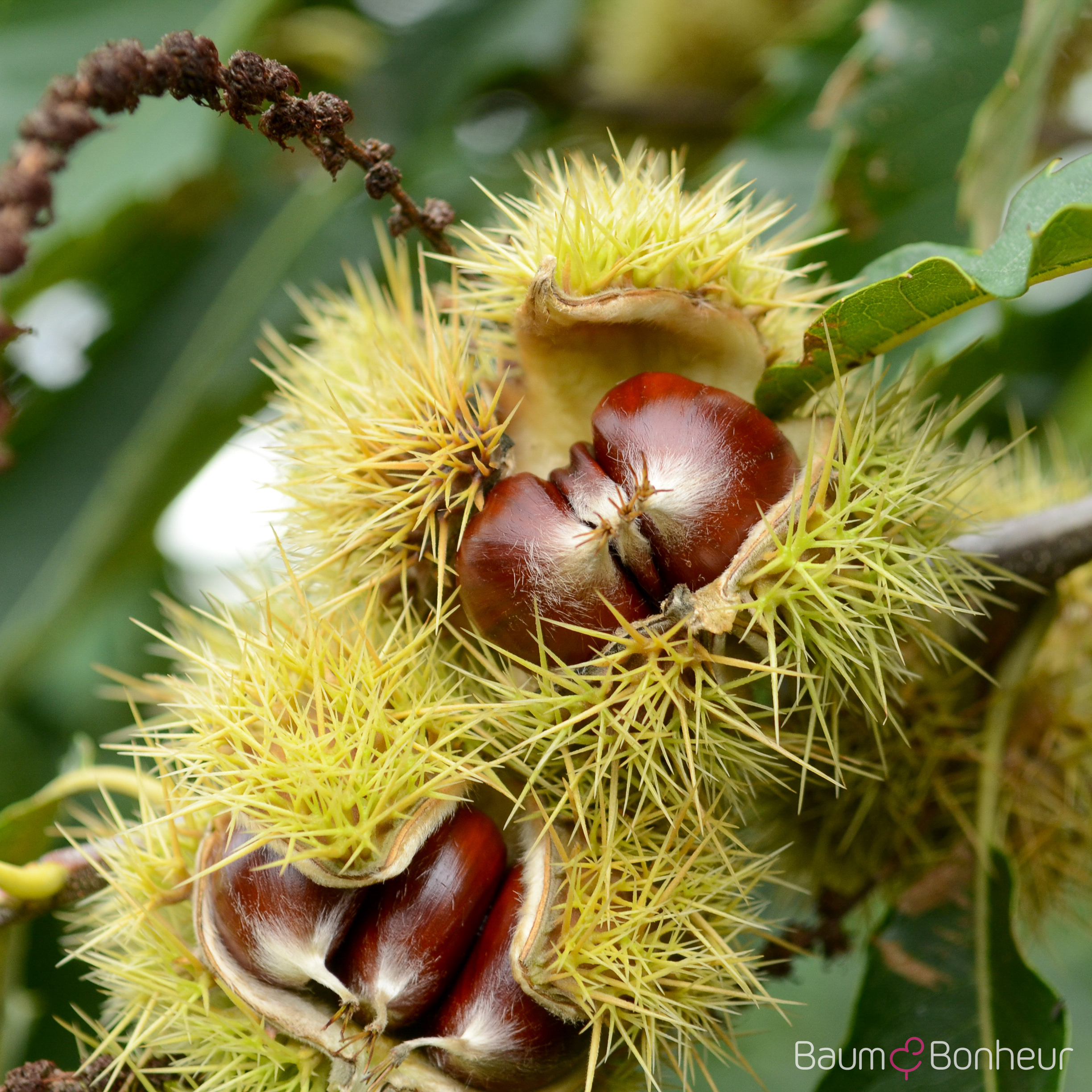 Castanea sativa