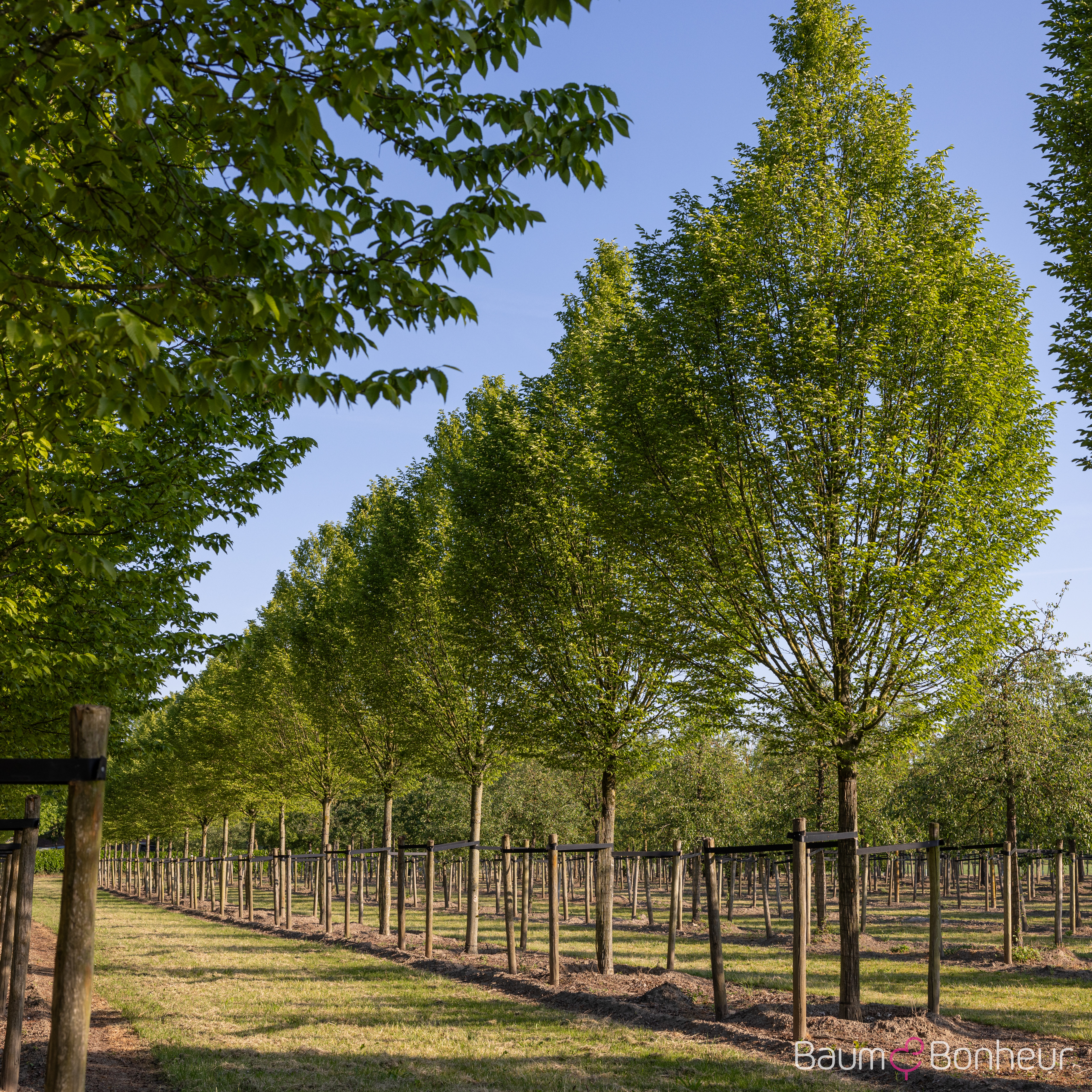 Carpinus betulus 'Fastigiata'