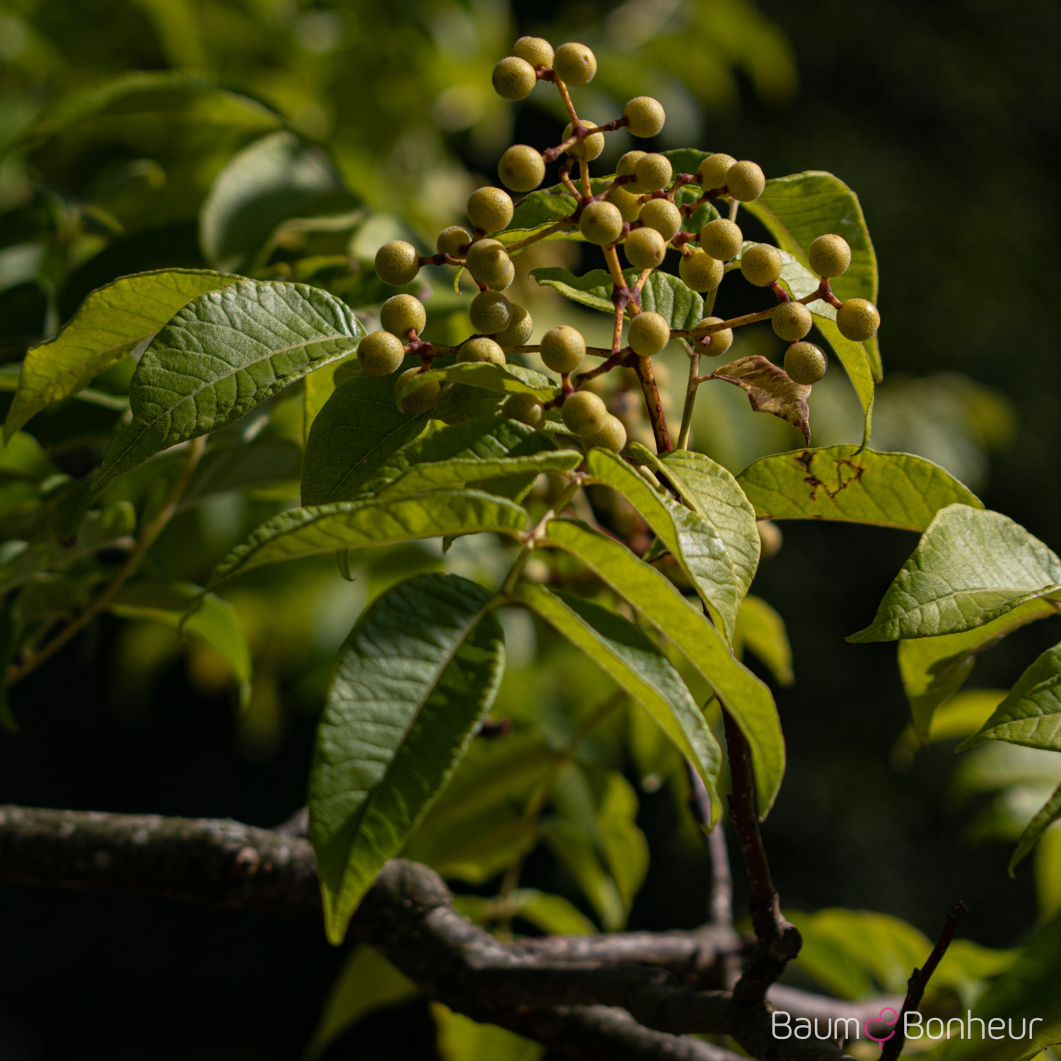 Phellodendron amurense