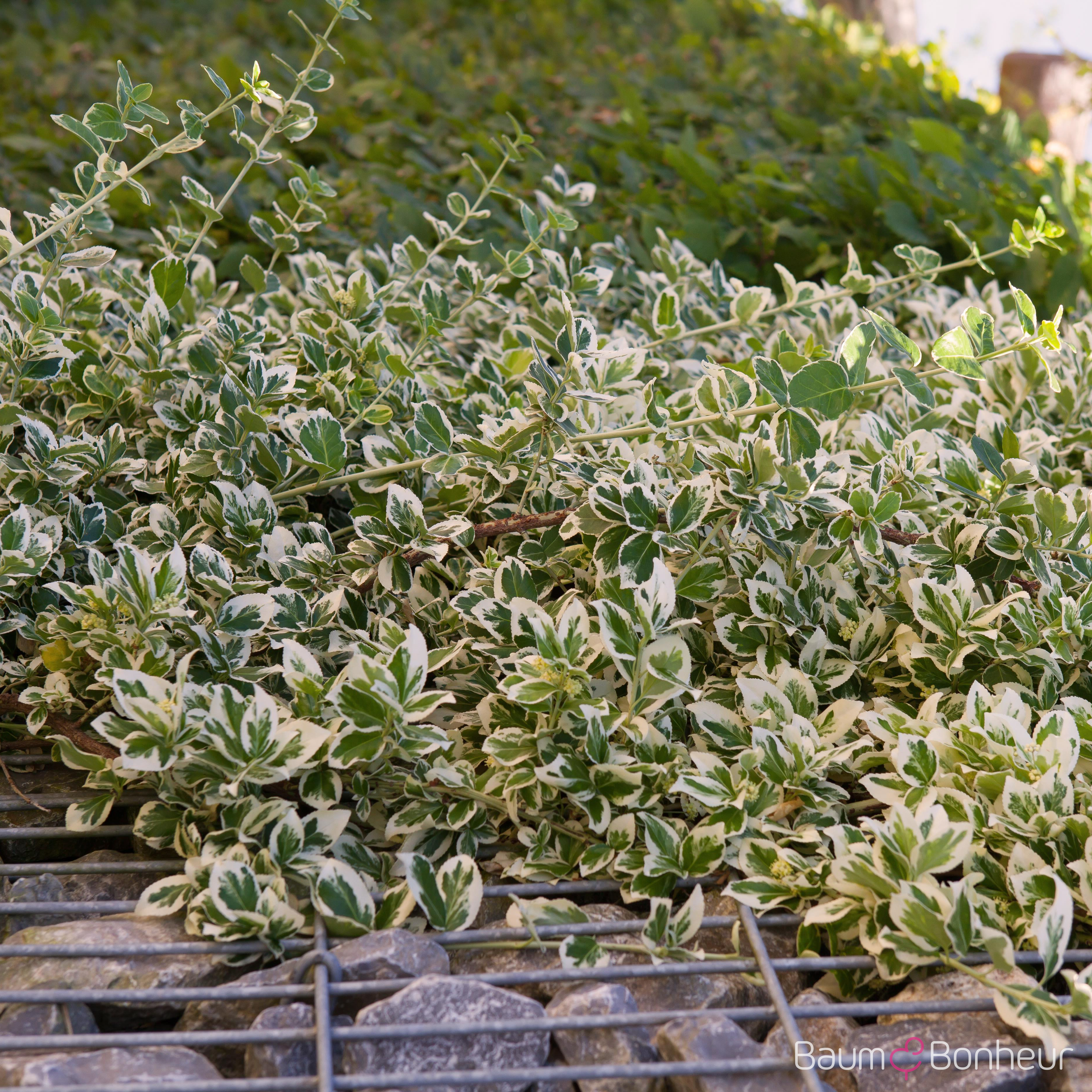 Euonymus fortunei 'Emerald Gaiety'