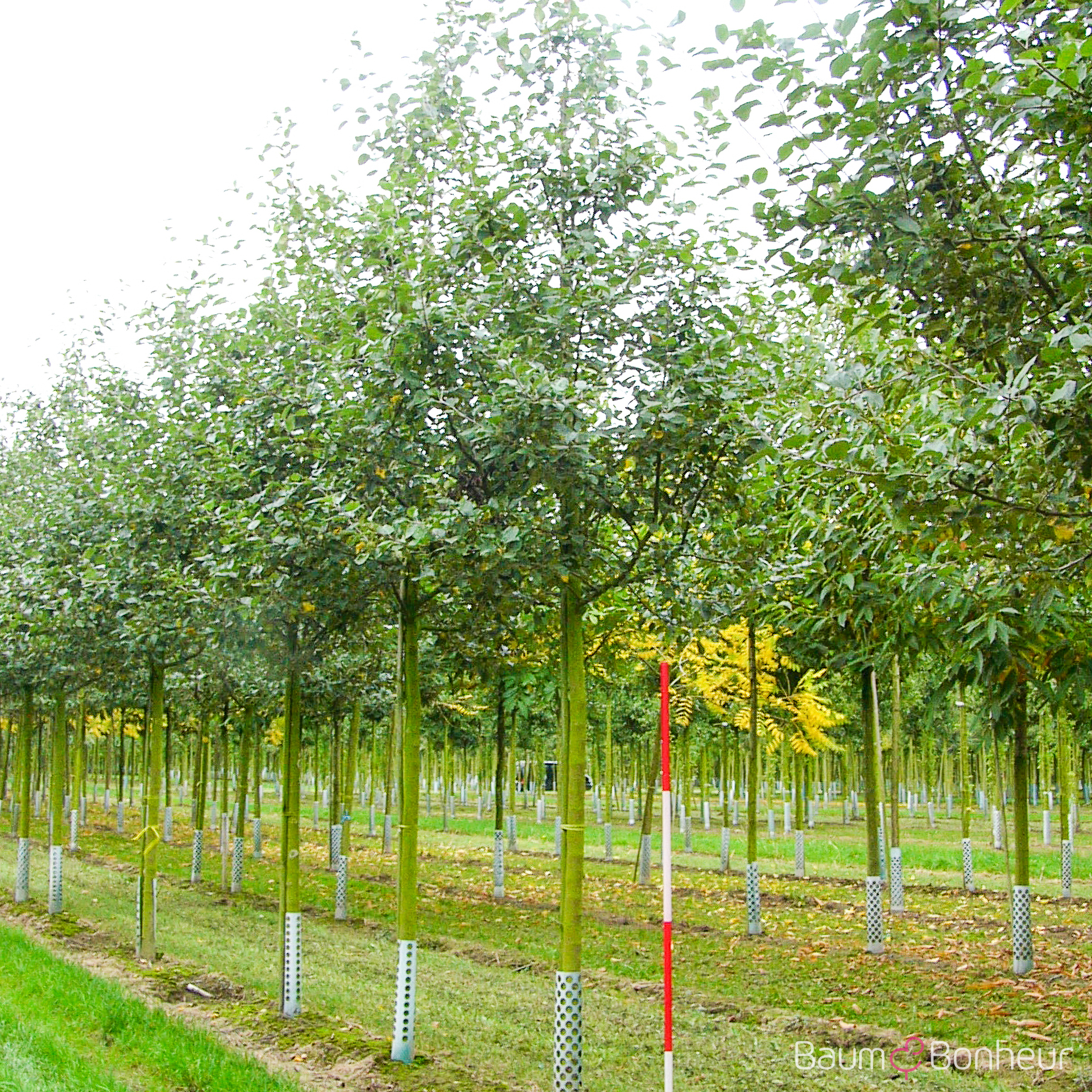 Malus 'Idared'