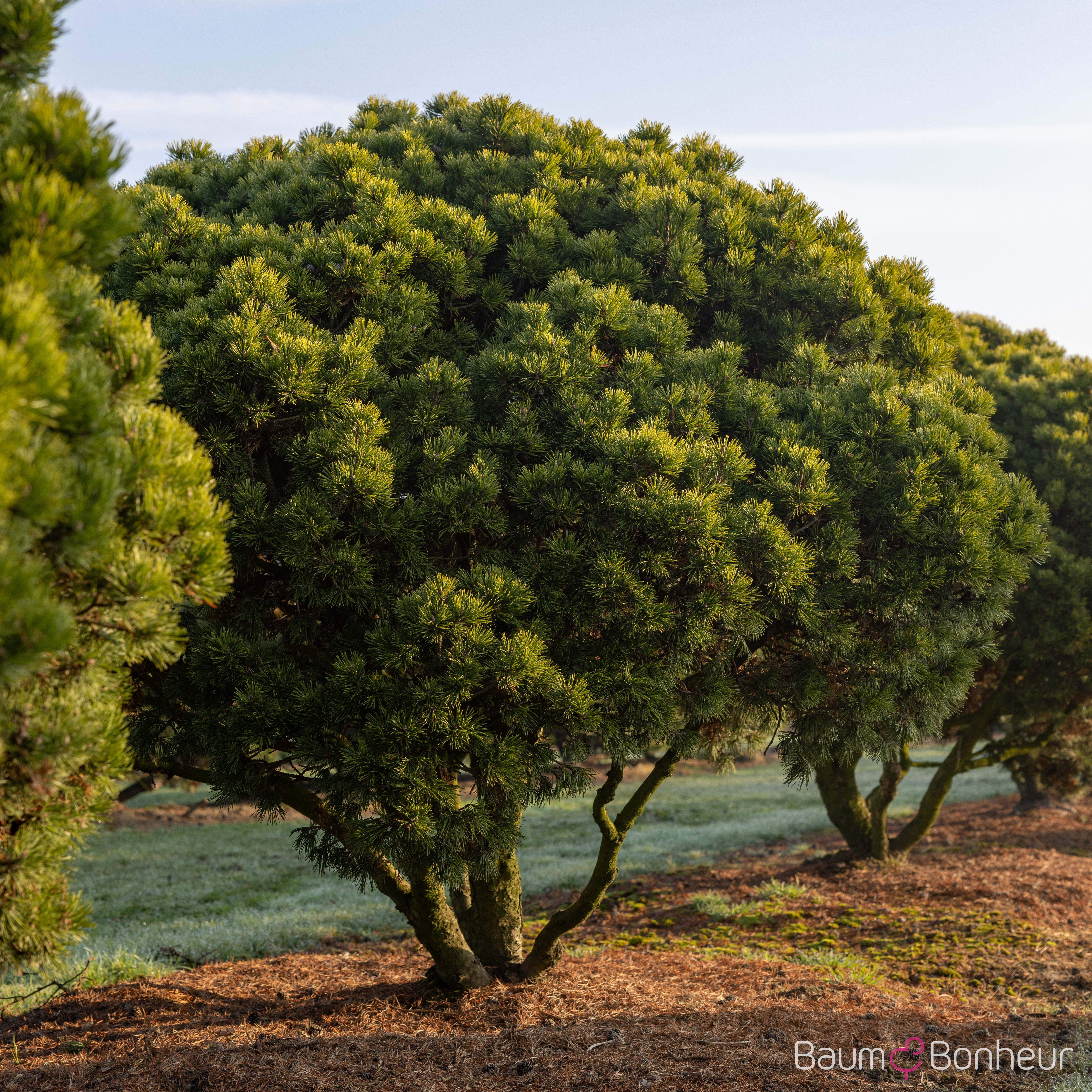 Pinus mugo 'Mops'