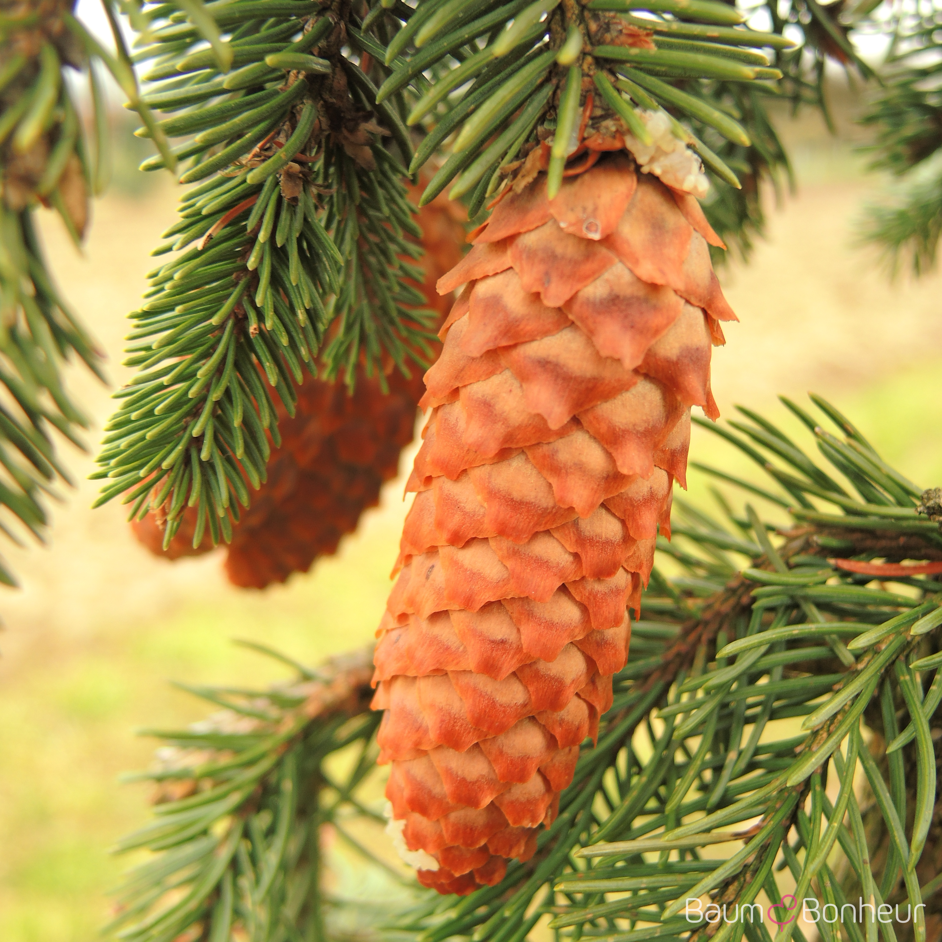 Picea abies 'Inversa'