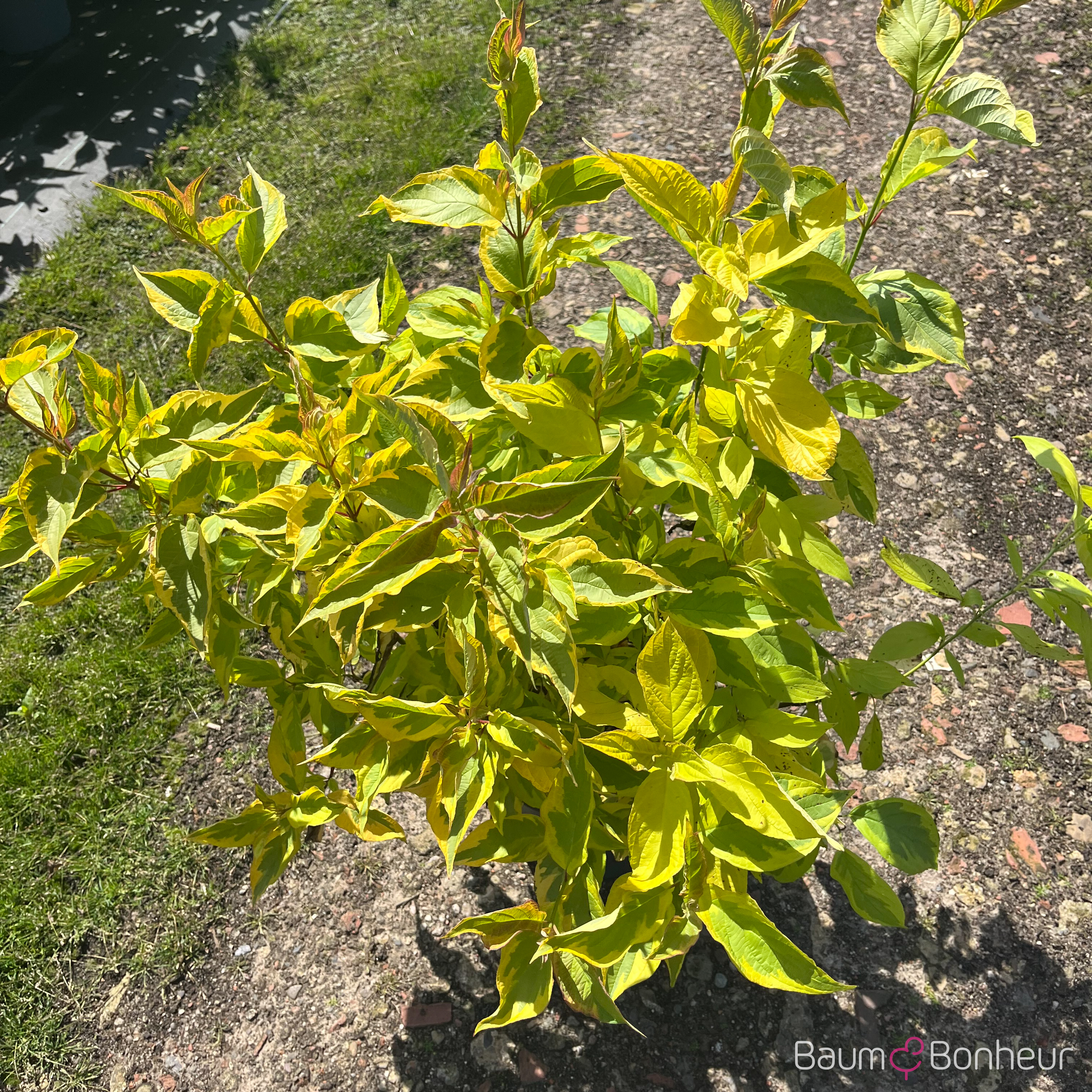 Cornus alba 'Spaethii'