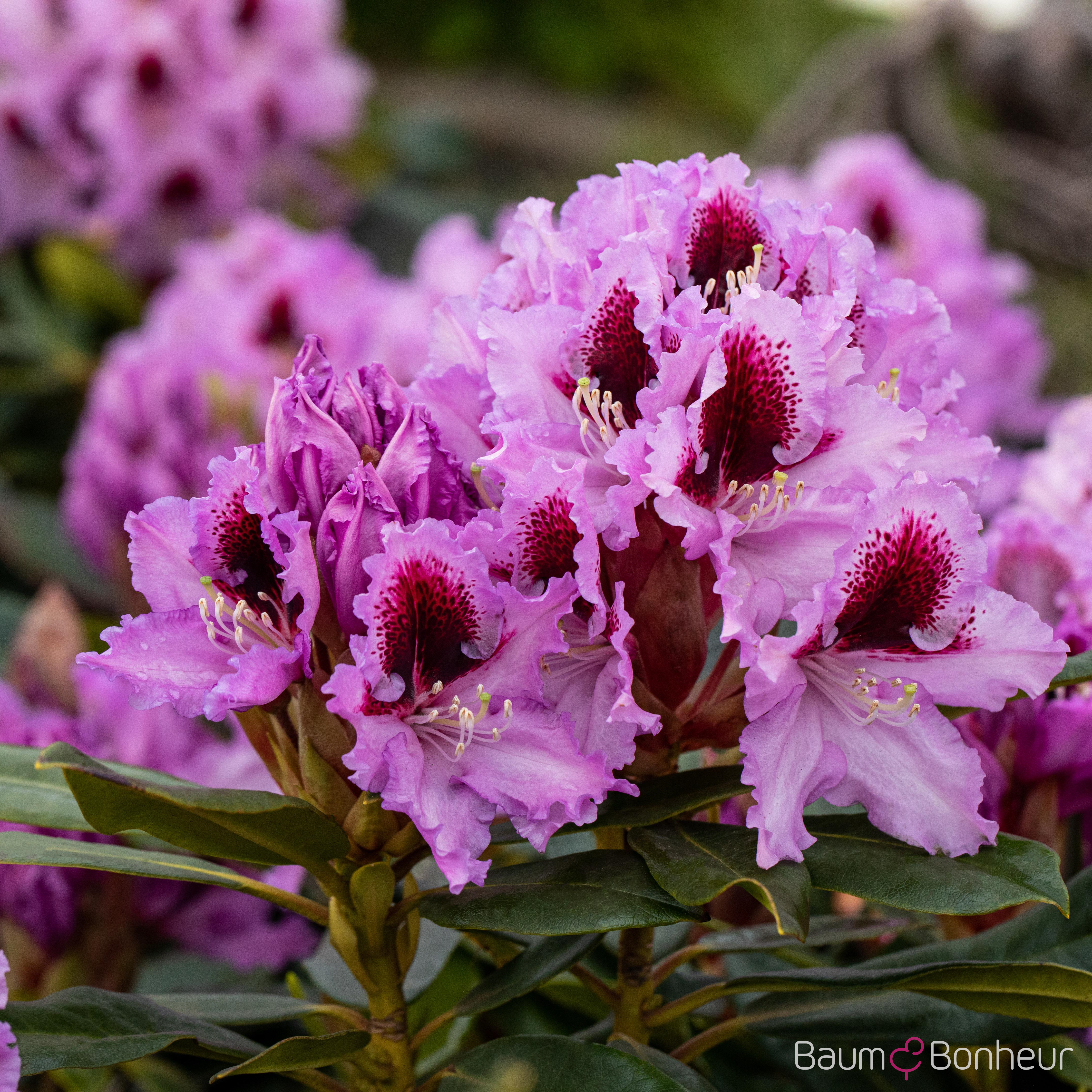 Rhododendron 'Kabarett'®