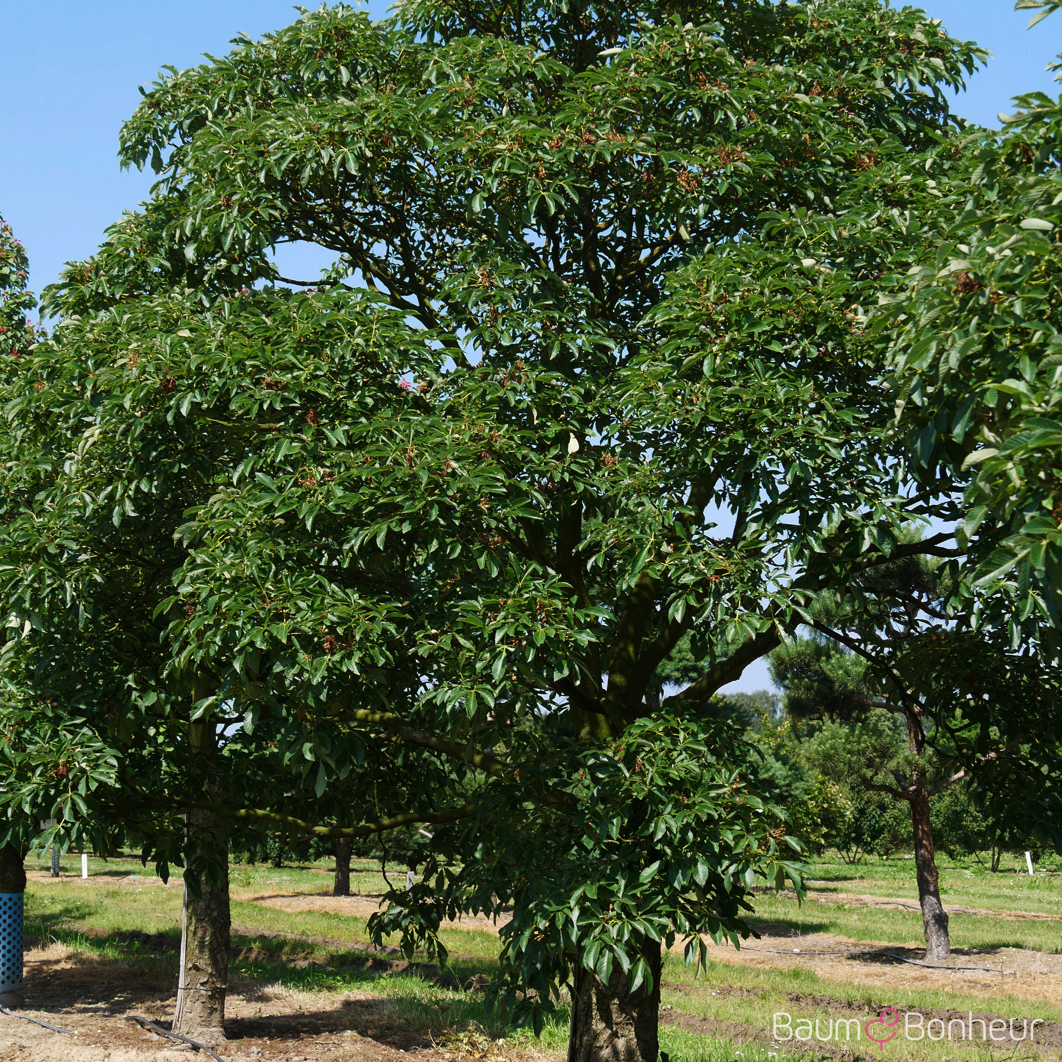 Aesculus pavia
