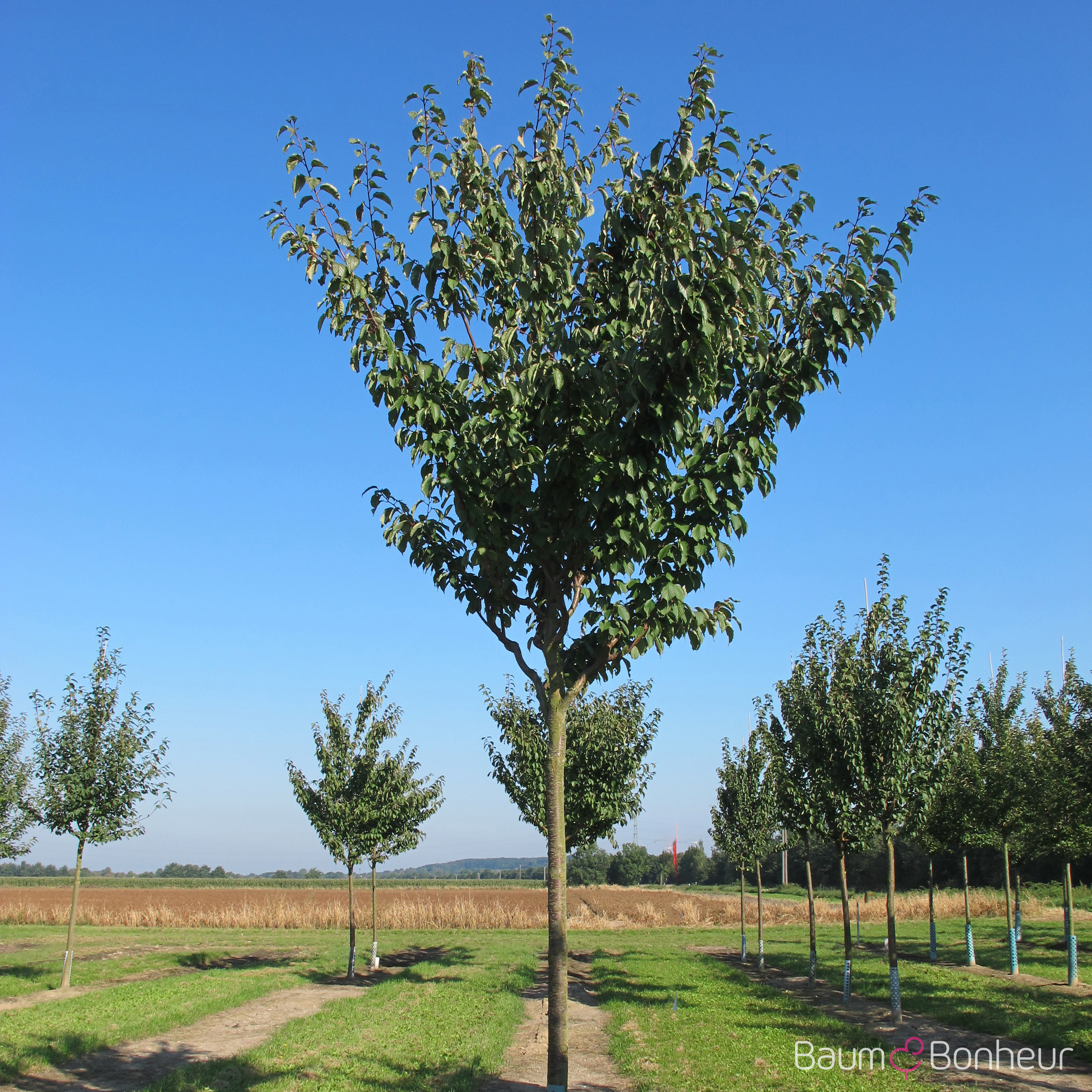 Prunus gondouinii 'Schnee'