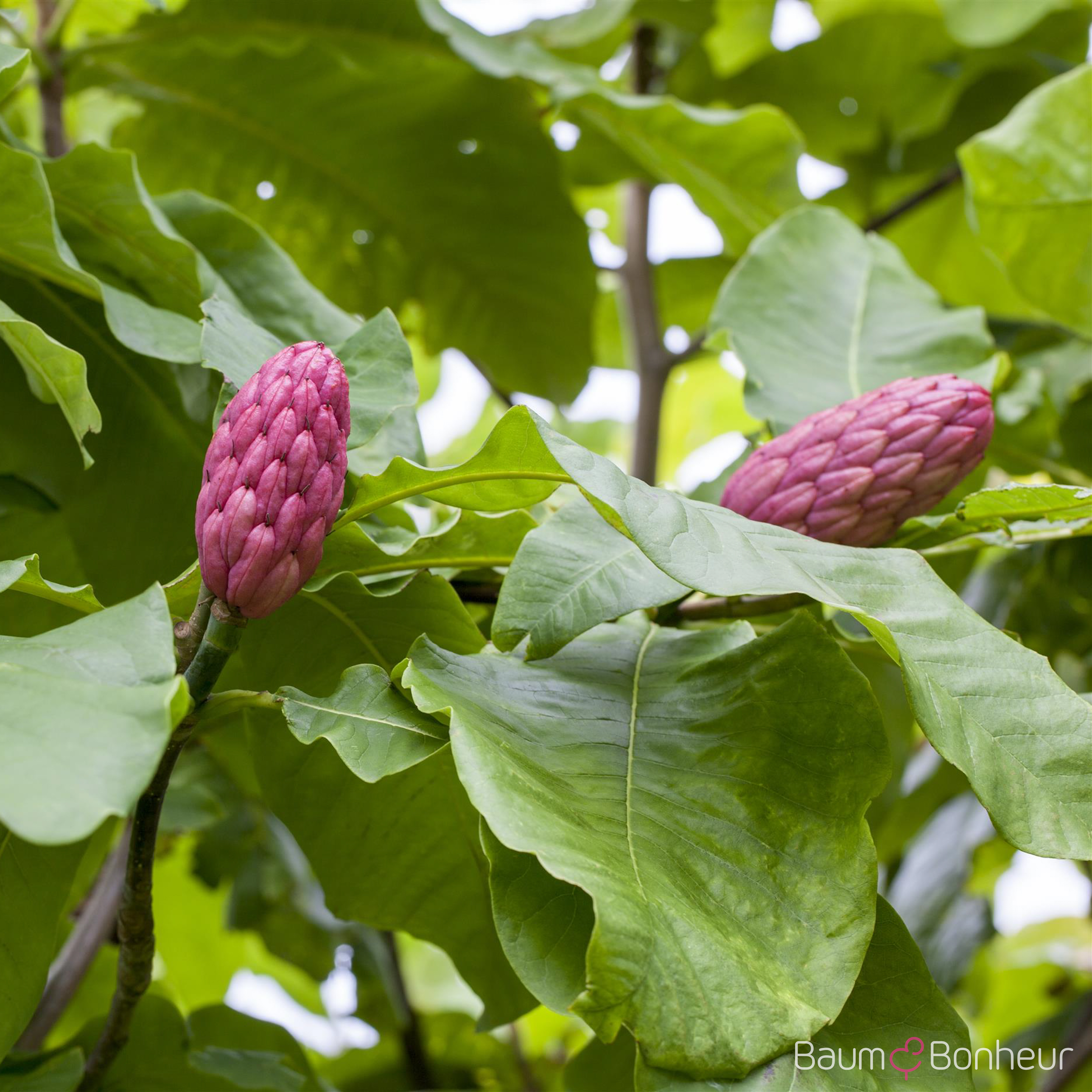 Magnolia tripetala