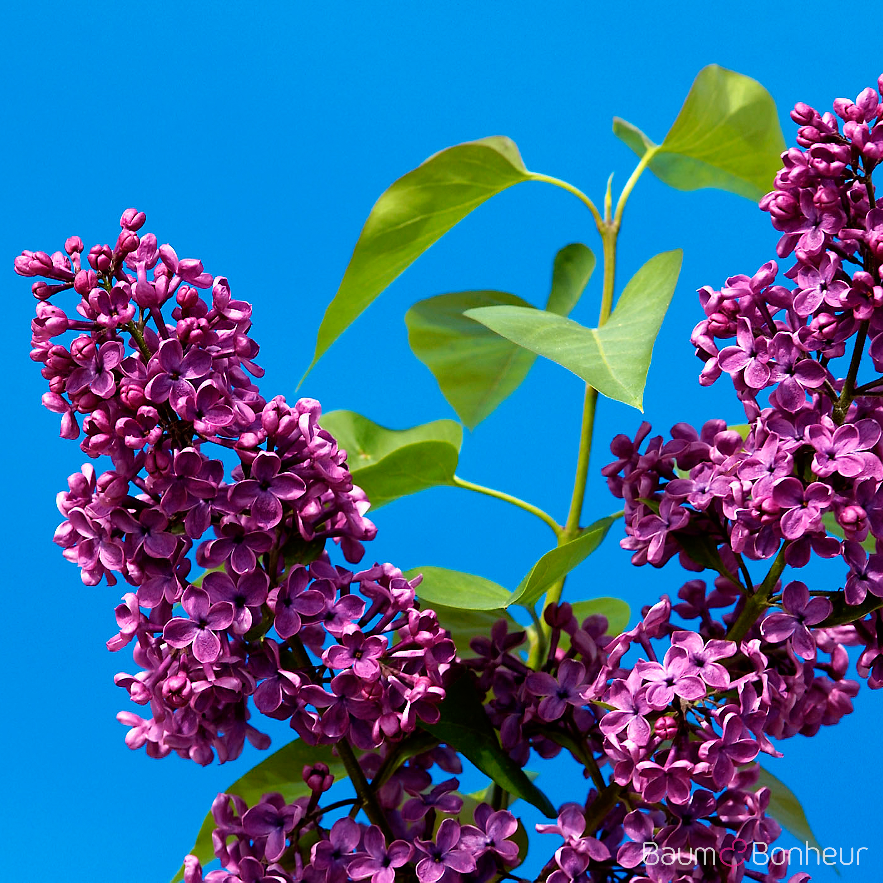 Syringa vulgaris 'Andenken an Ludwig Späth'