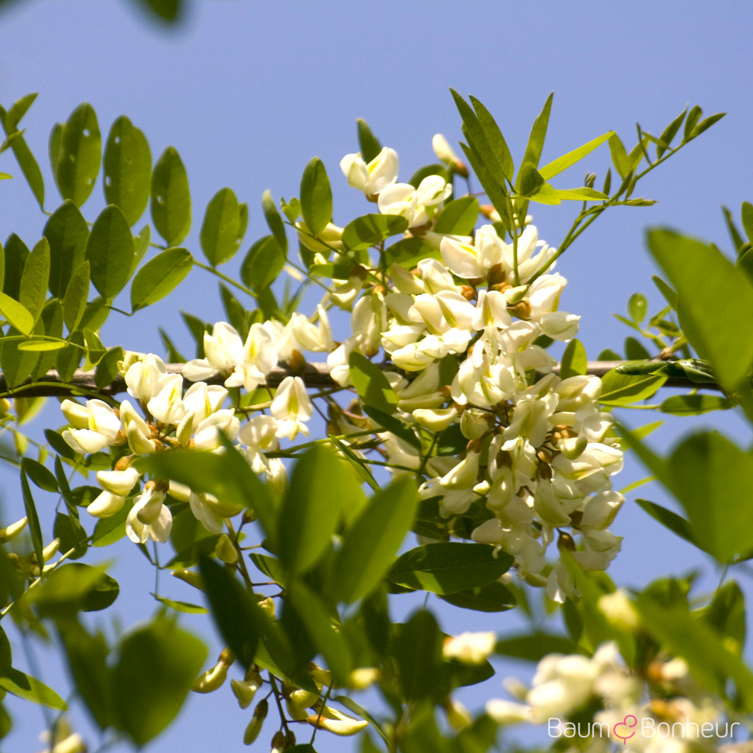 Robinia pseudoacacia 'Sandraudiga'