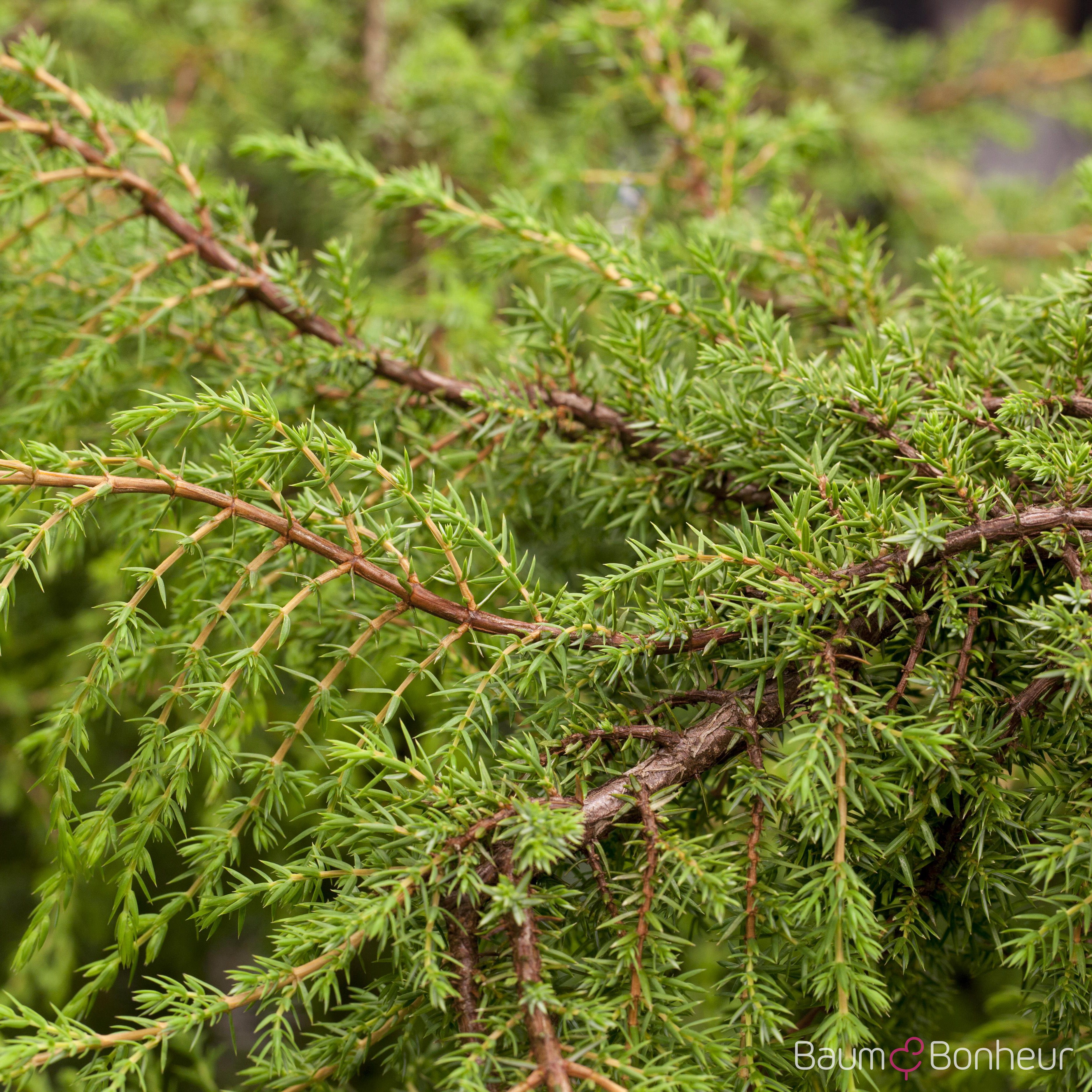 Juniperus communis 'Hornibrookii'