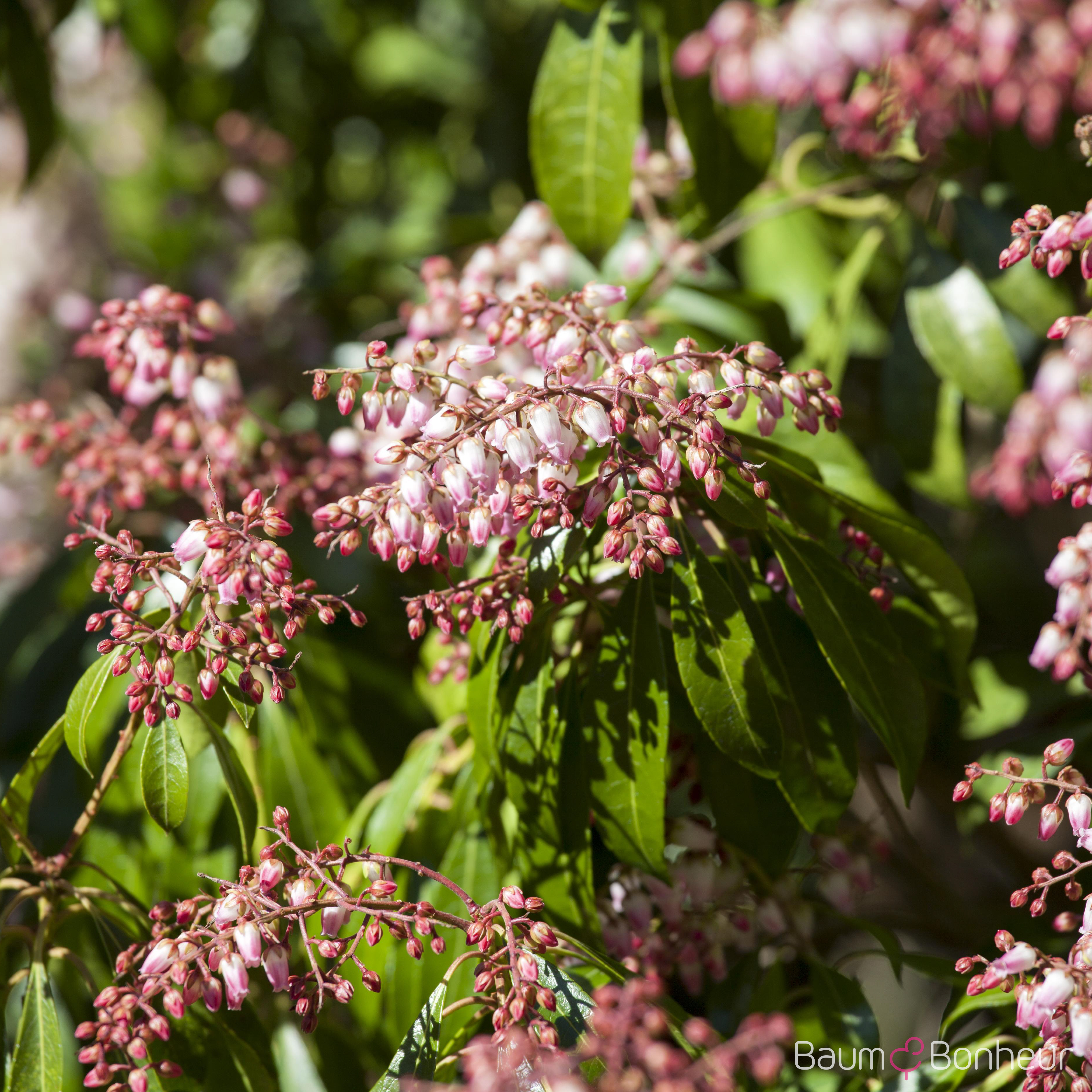 Pieris japonica