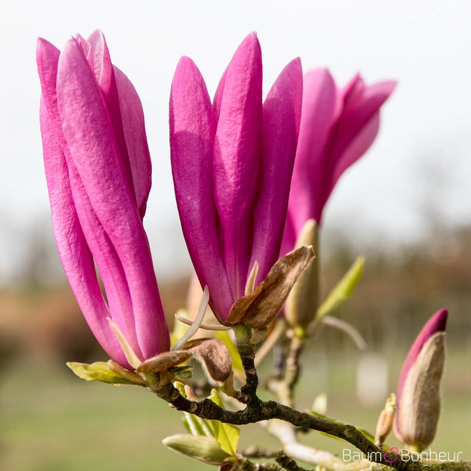 Magnolia 'Susan'