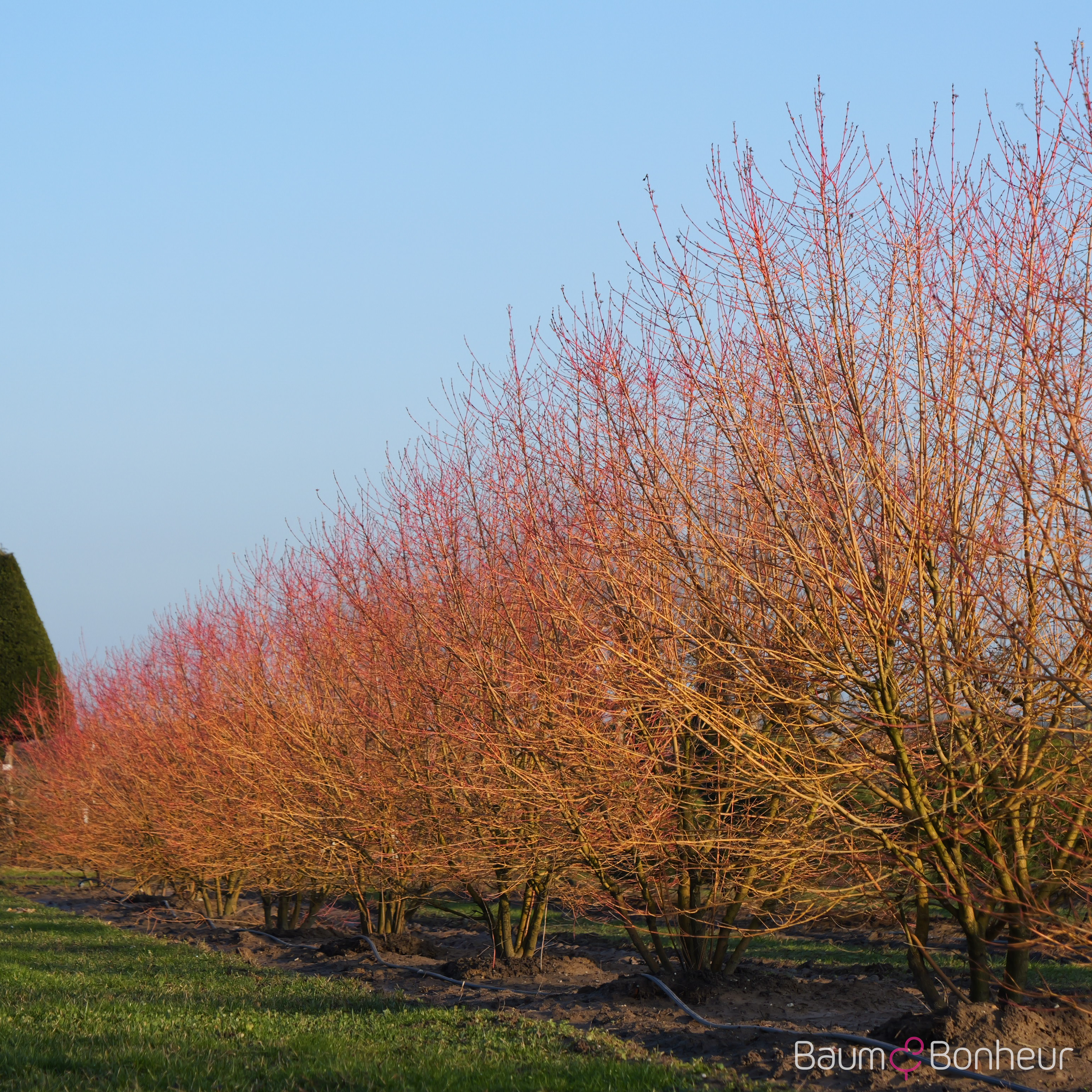 Cornus sanguinea 'Midwinter Fire'