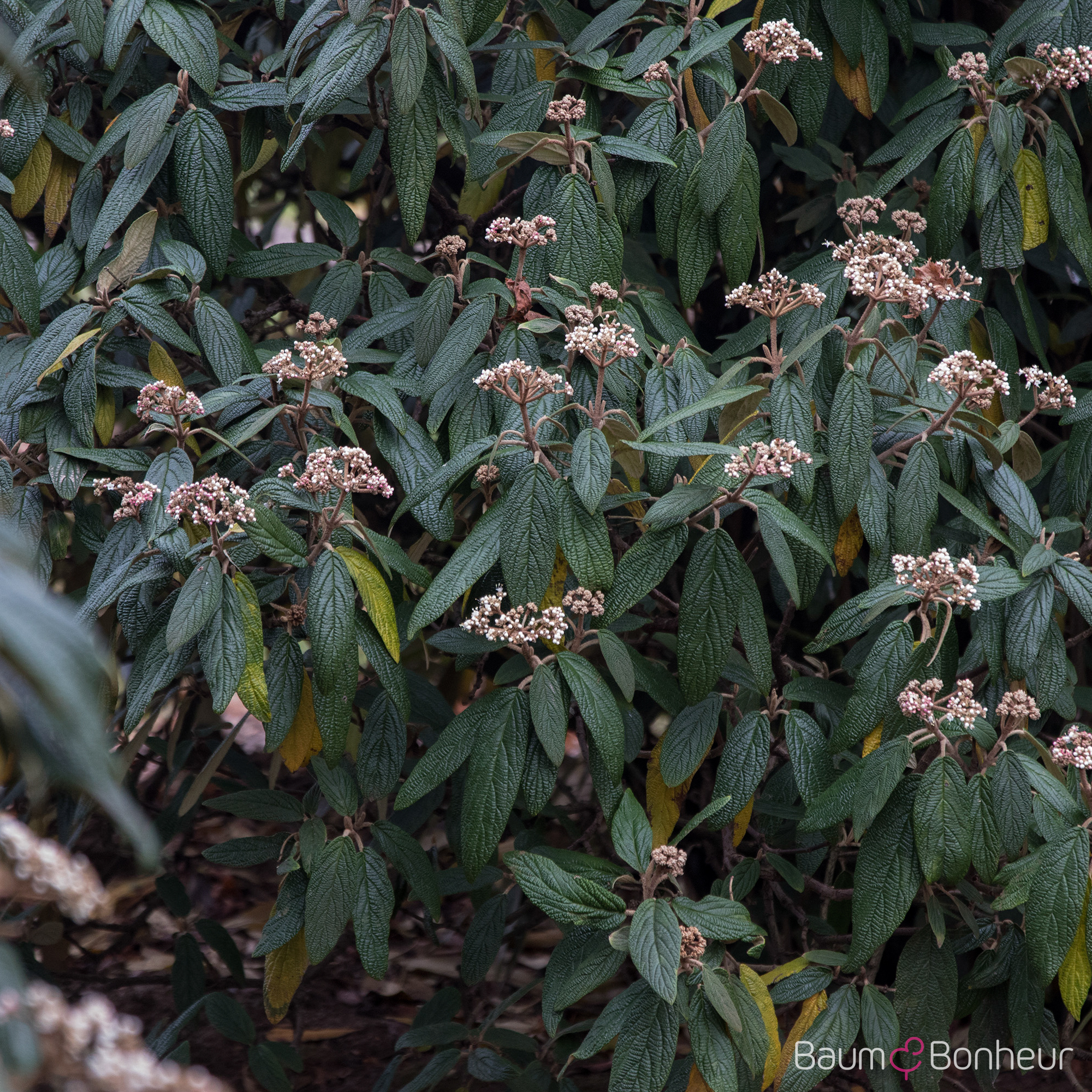 Viburnum rhytidophyllum
