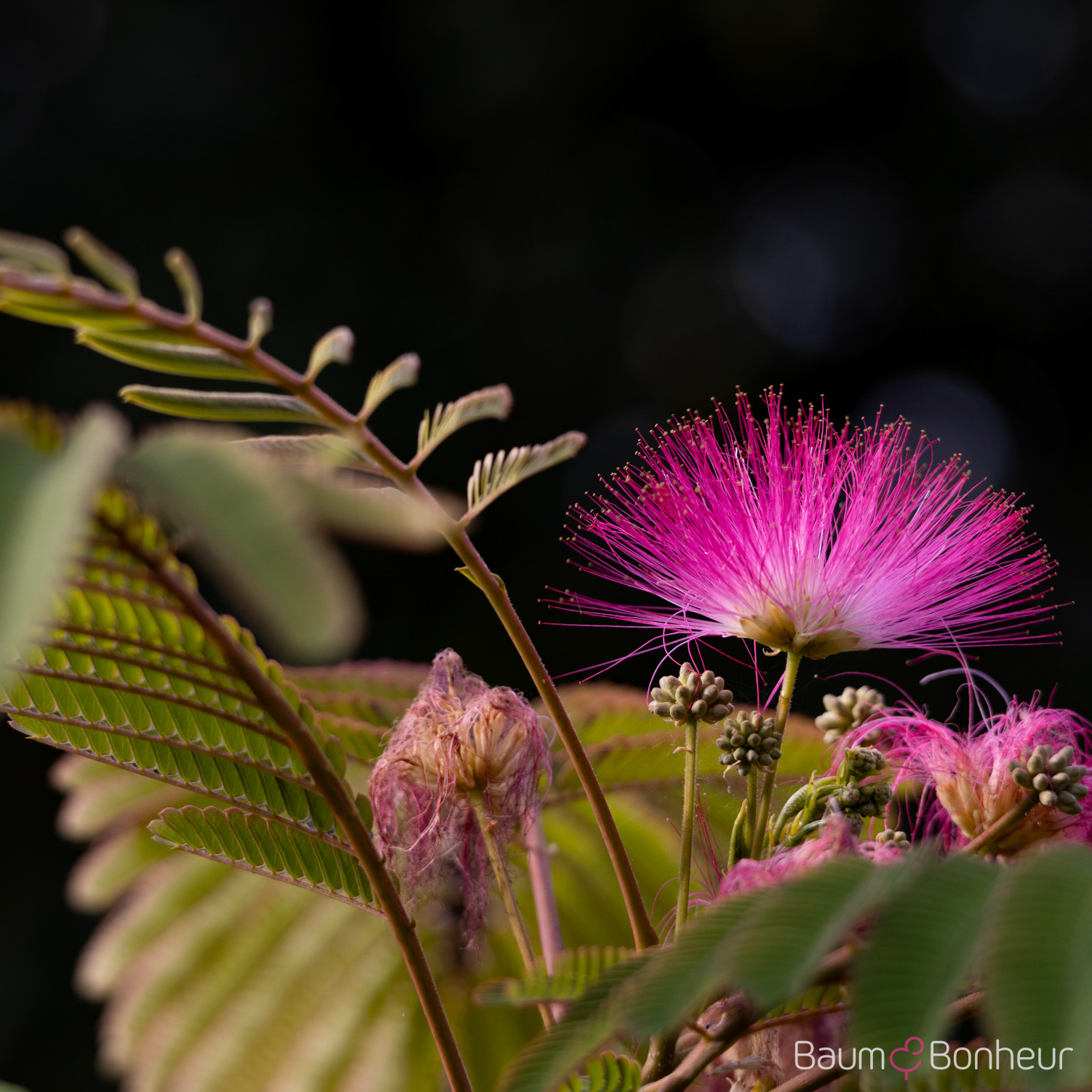 Albizia julibrissin