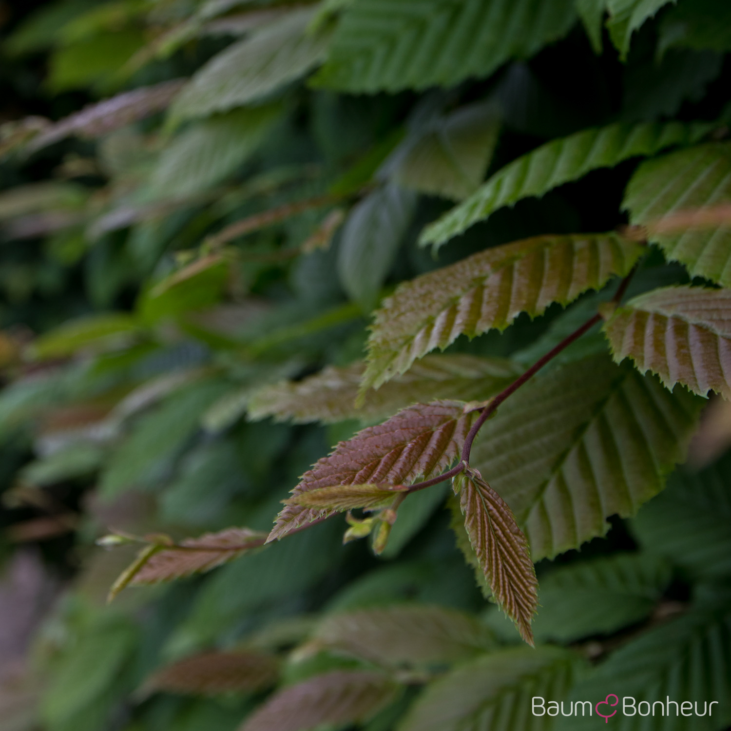 Carpinus betulus 'Purpurea'